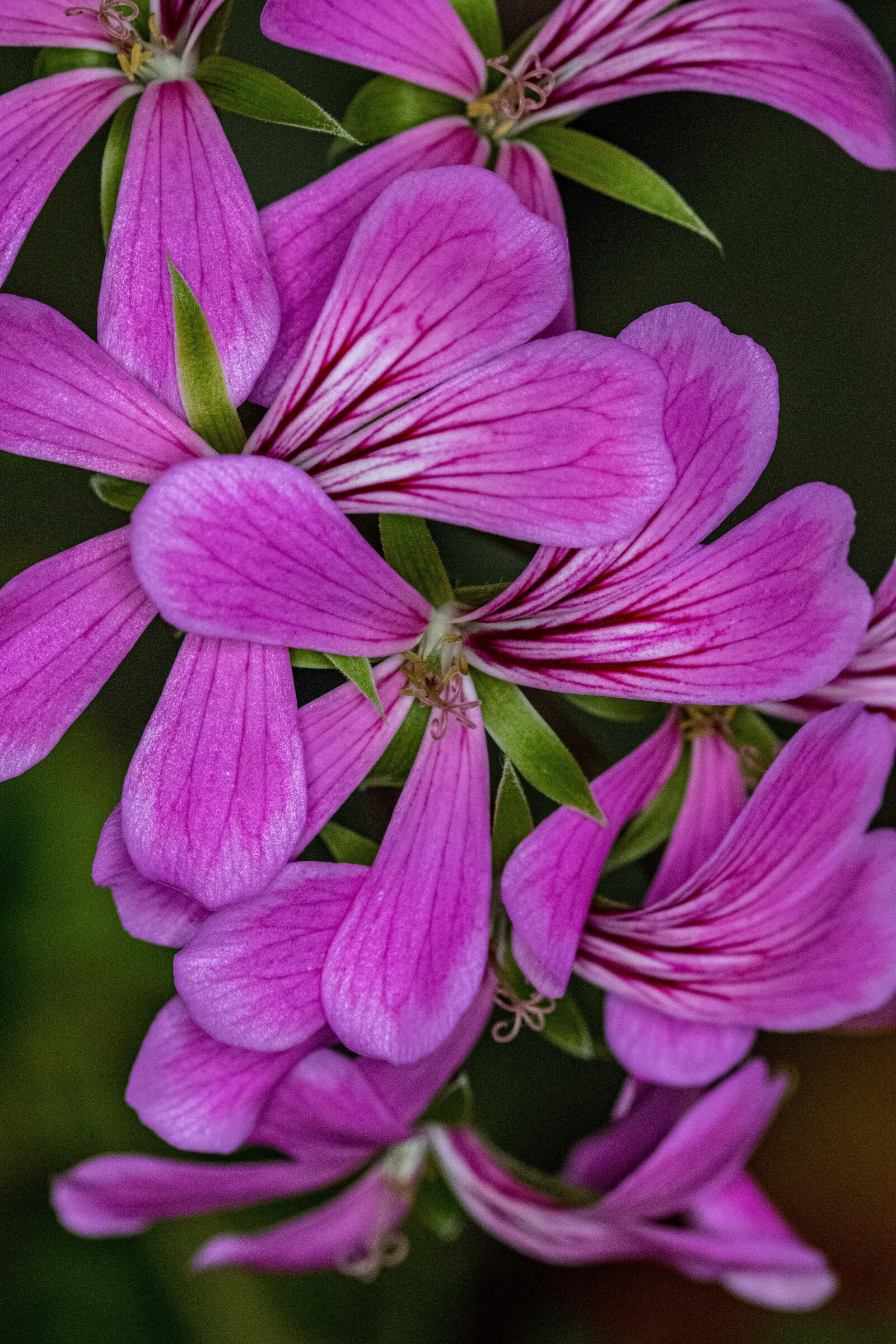 Nikon D5300 sample photo. Room flower, flower, close-up photography