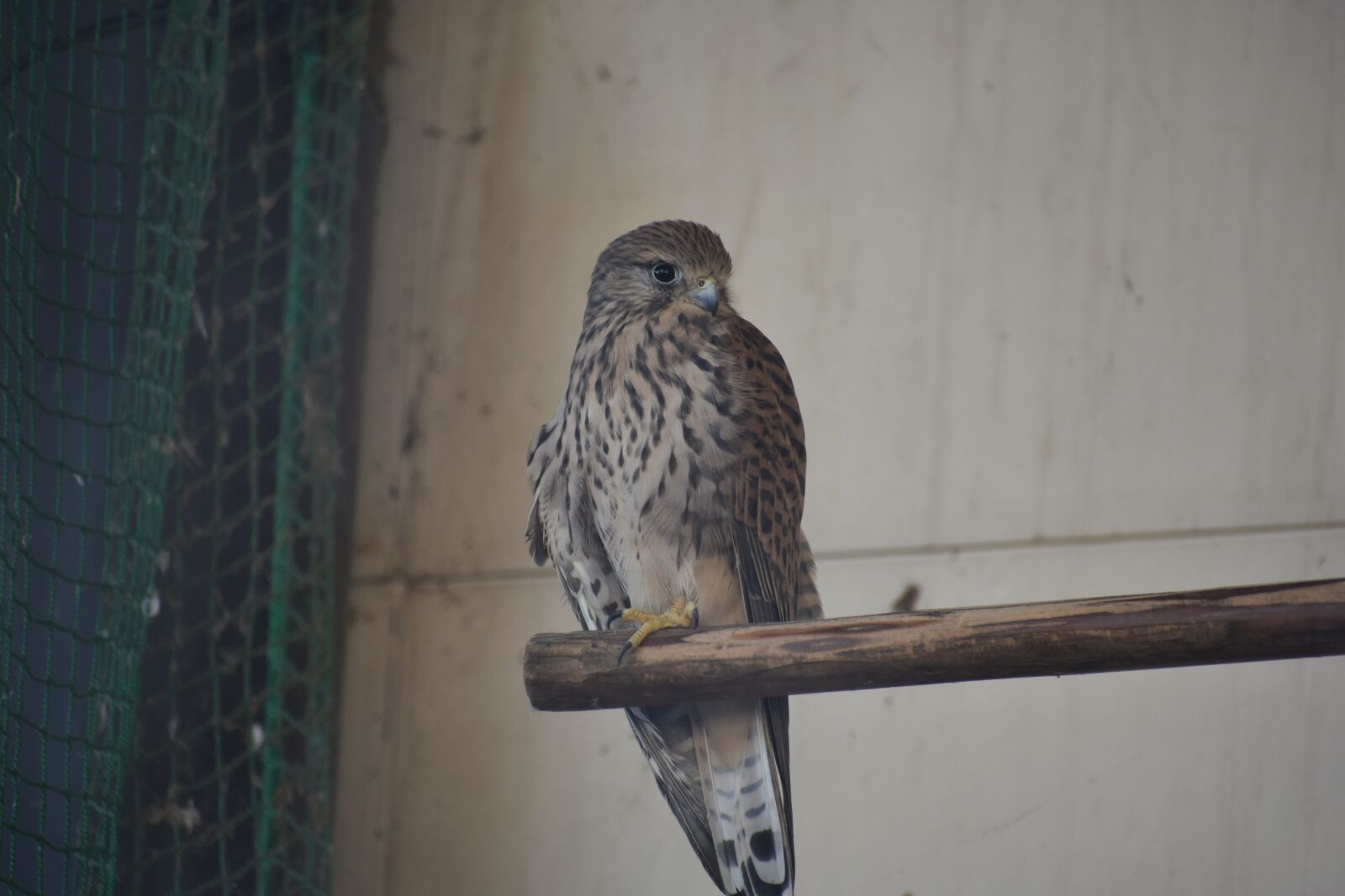 Nikon D7200 sample photo. Animal, bird, wild birds photography