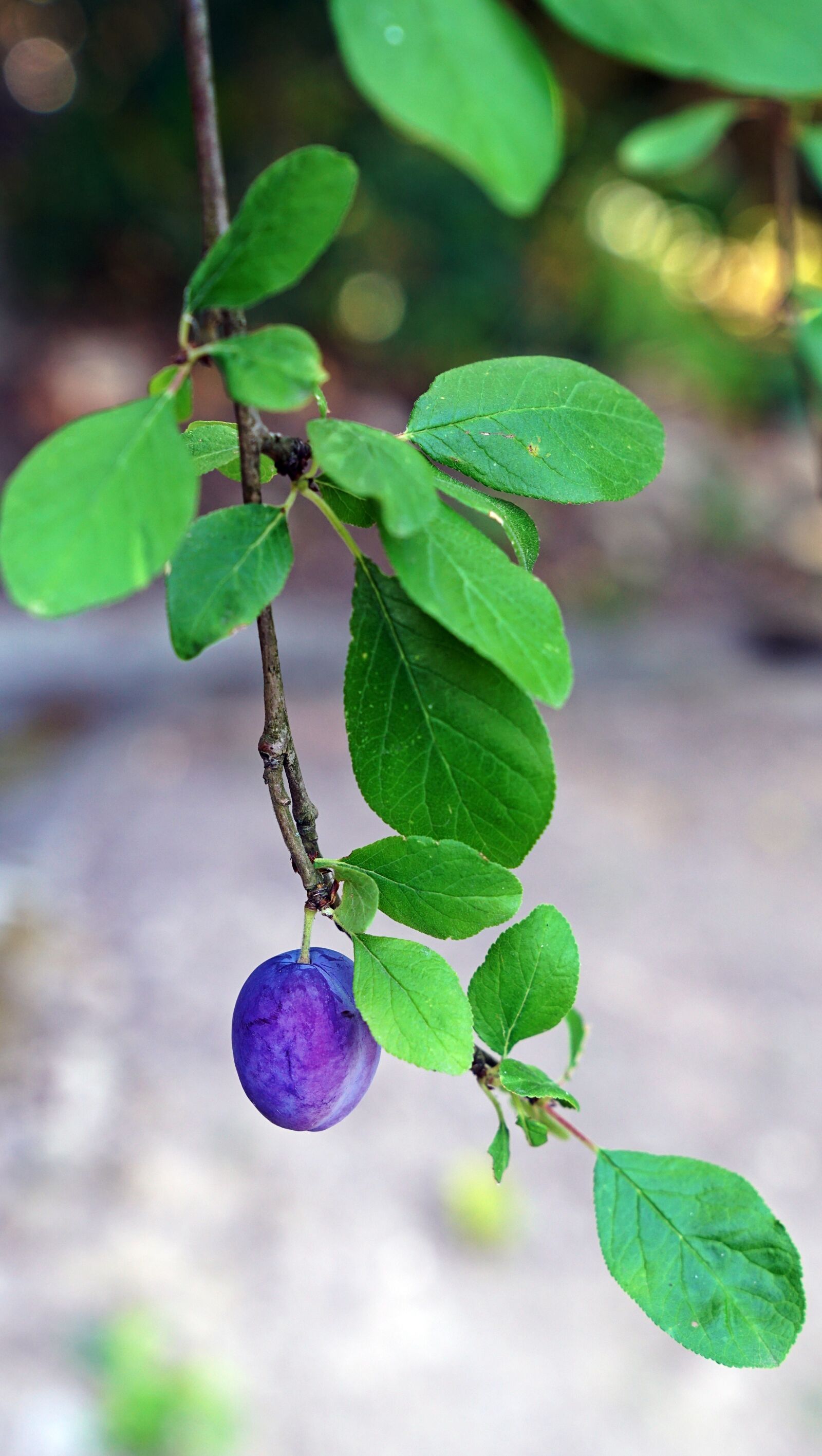 Sony a7R II + Sony FE 24-70mm F2.8 GM sample photo. Fruit, hanging, plant photography