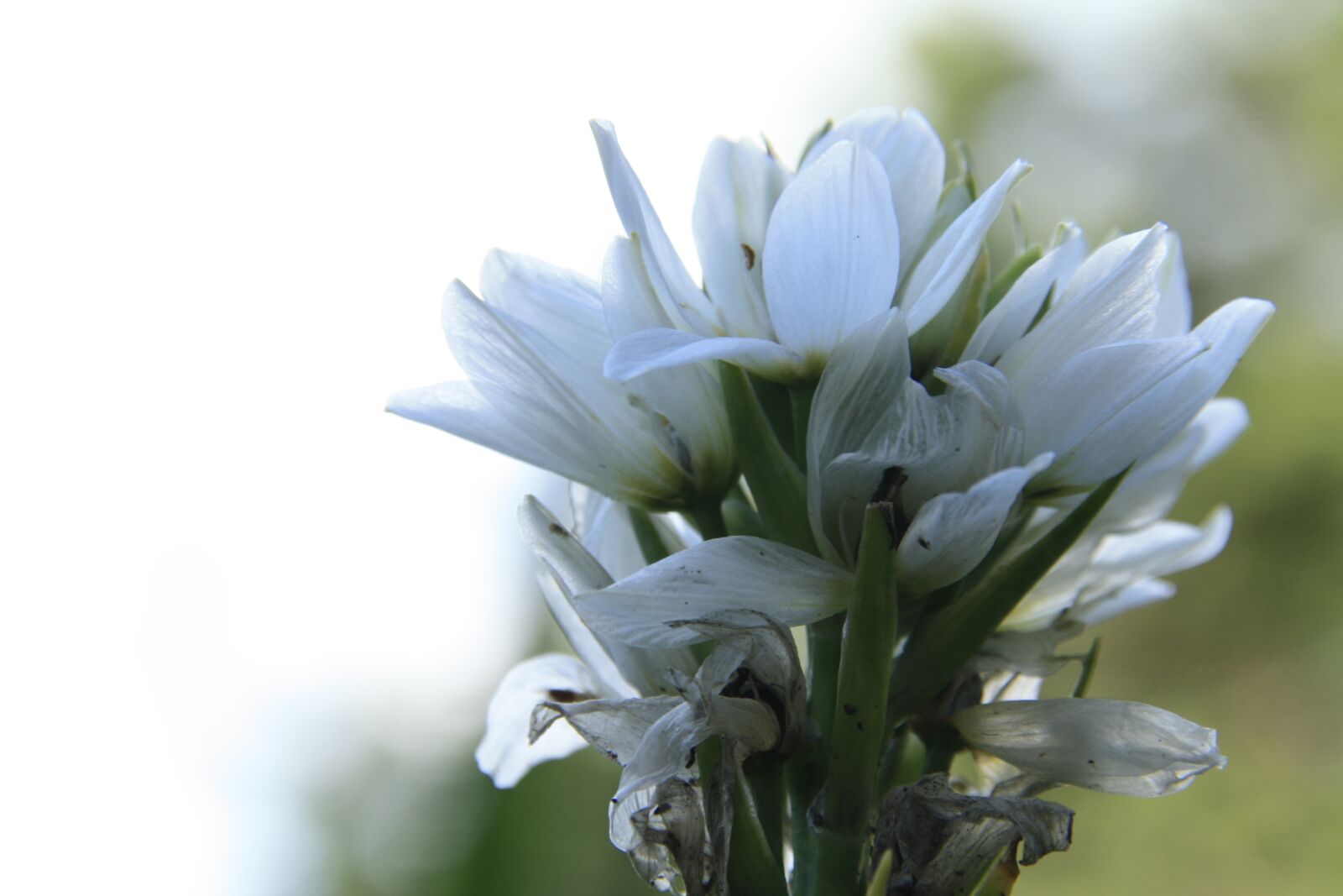 Canon EOS 450D (EOS Rebel XSi / EOS Kiss X2) sample photo. White flower, nature, white photography