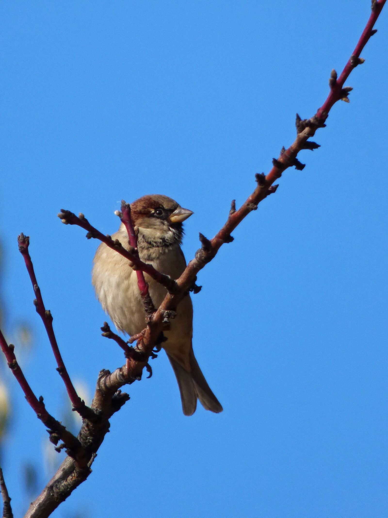 Panasonic Lumix DMC-FZ70 sample photo. Sparrow, branch, almond tree photography