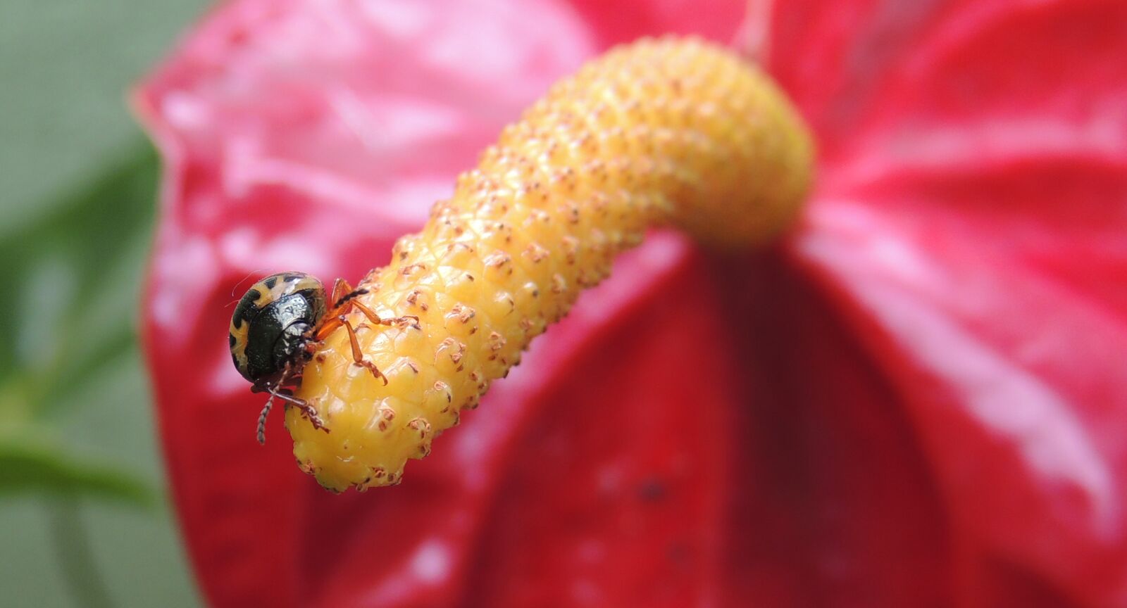 Nikon Coolpix P510 sample photo. Macro, ladybug, beetle photography