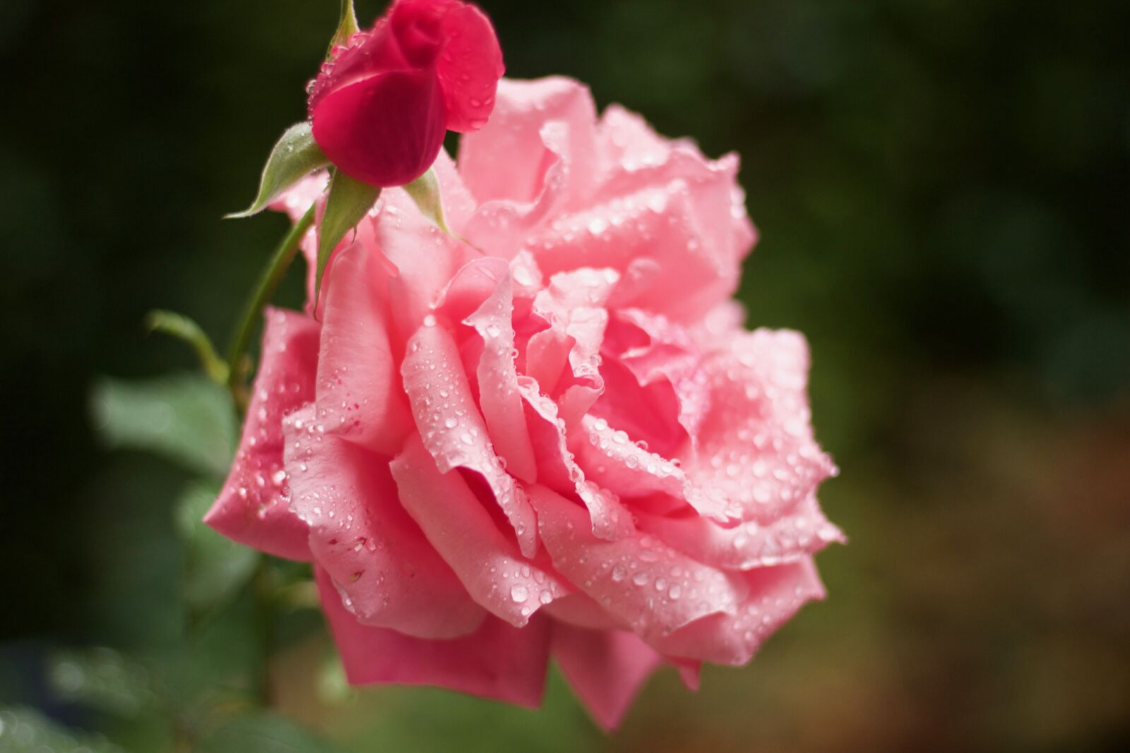 Canon EOS 600D (Rebel EOS T3i / EOS Kiss X5) + Canon EF 50mm F1.8 STM sample photo. Flower, nature, plant photography
