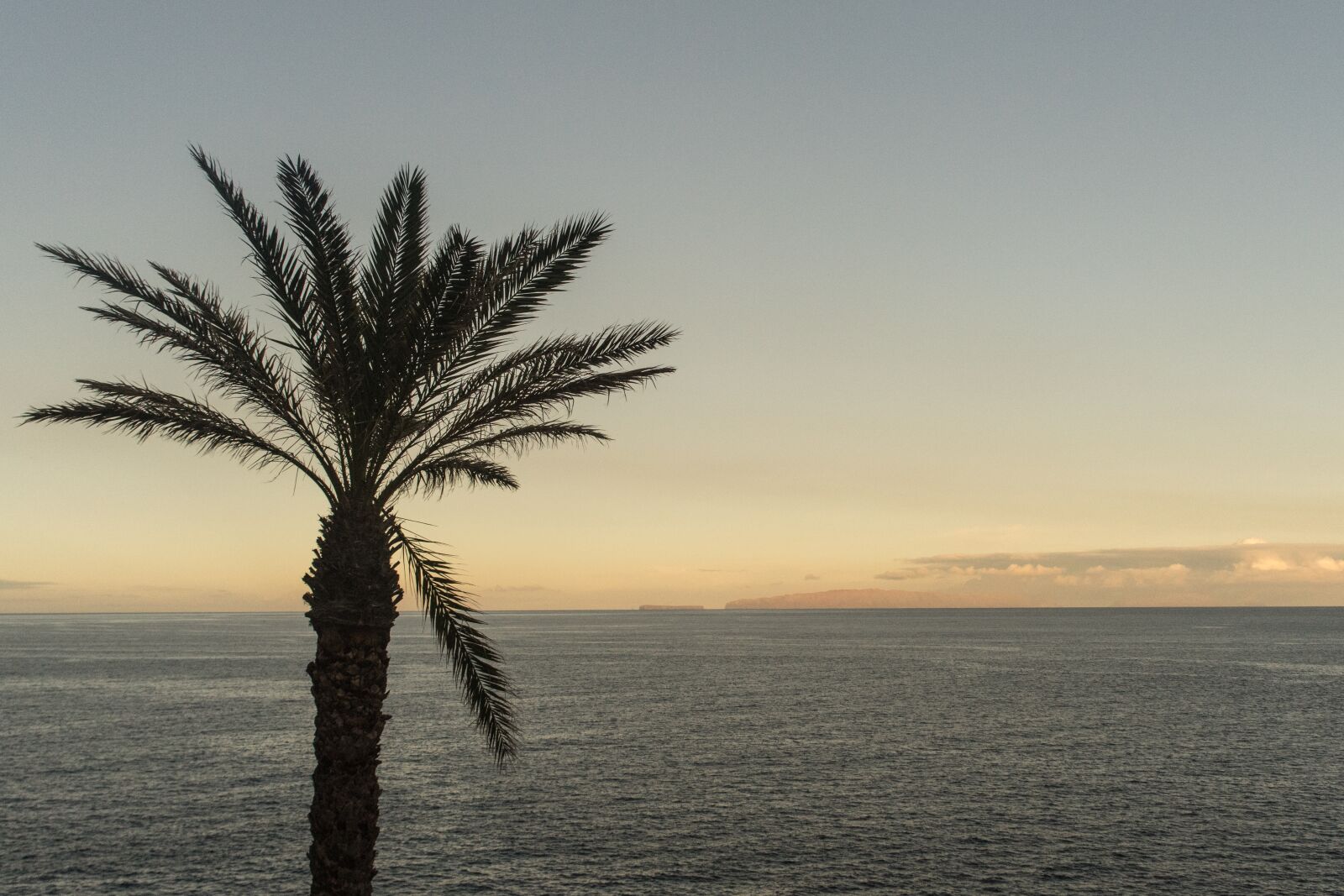 Sony a7 sample photo. Palm, tree, palm tree photography