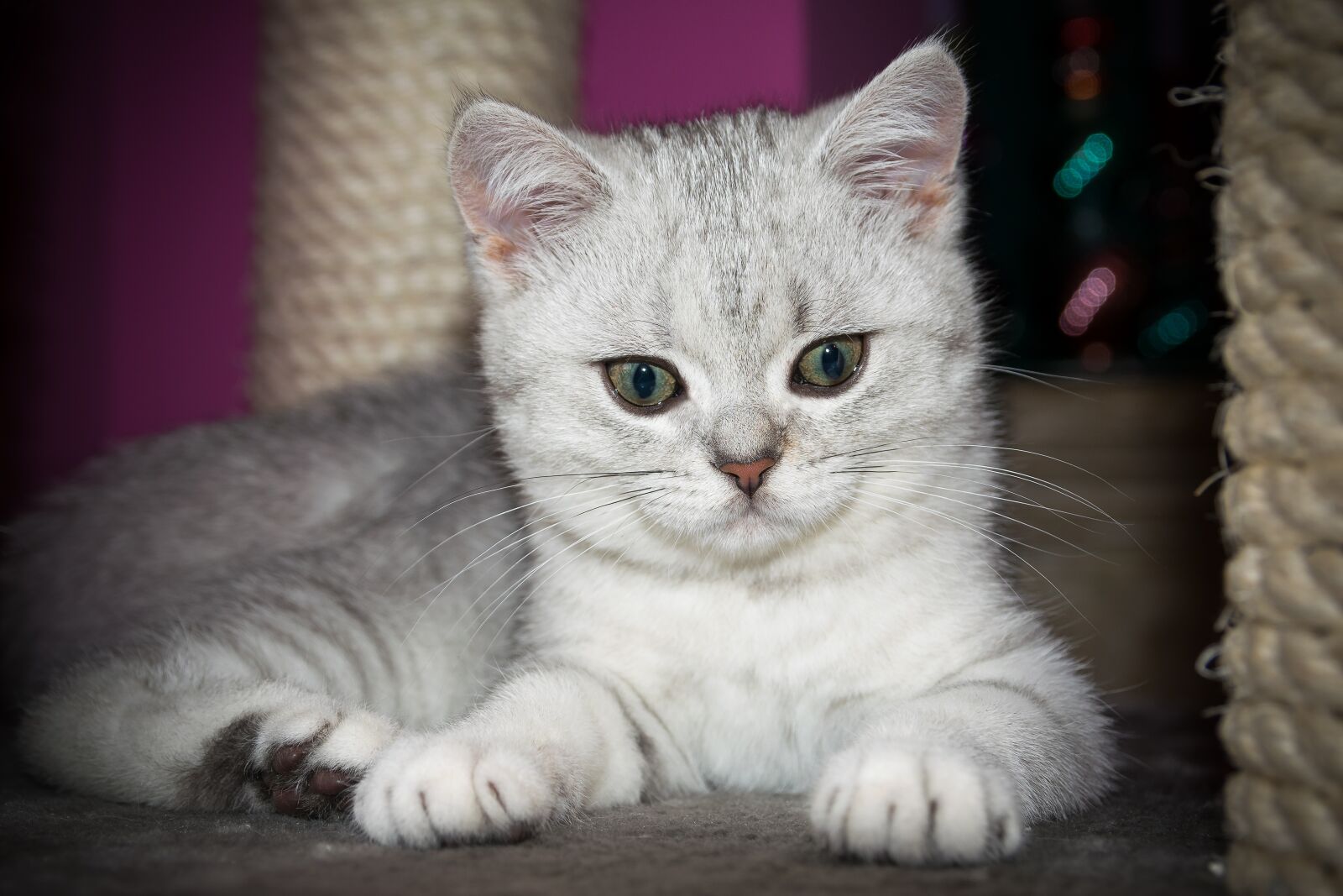 Nikon D5300 sample photo. Kitten, british shorthair, cute photography