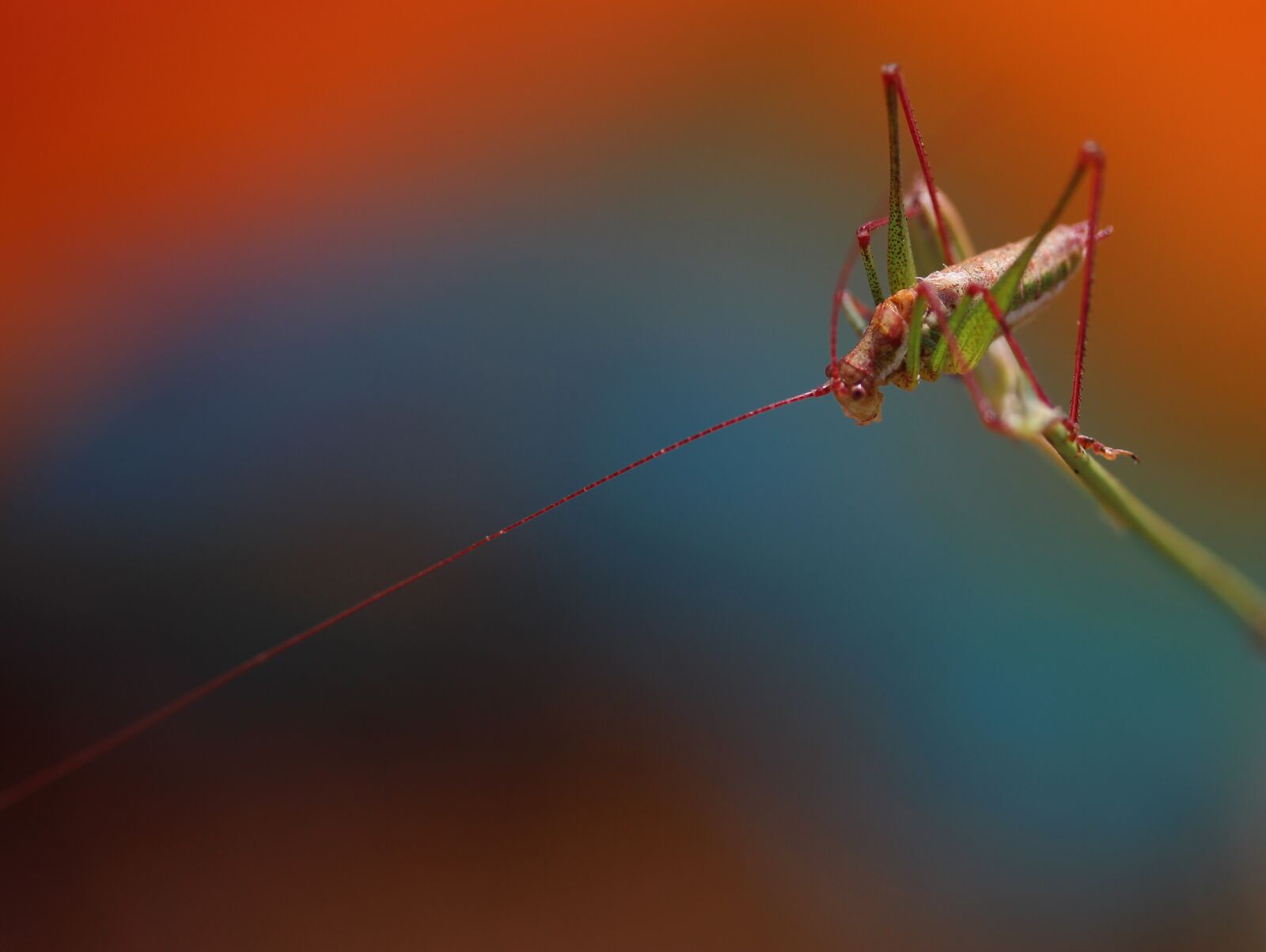 Canon EF-S 60mm F2.8 Macro USM sample photo. Grasshopper, plant, rest photography