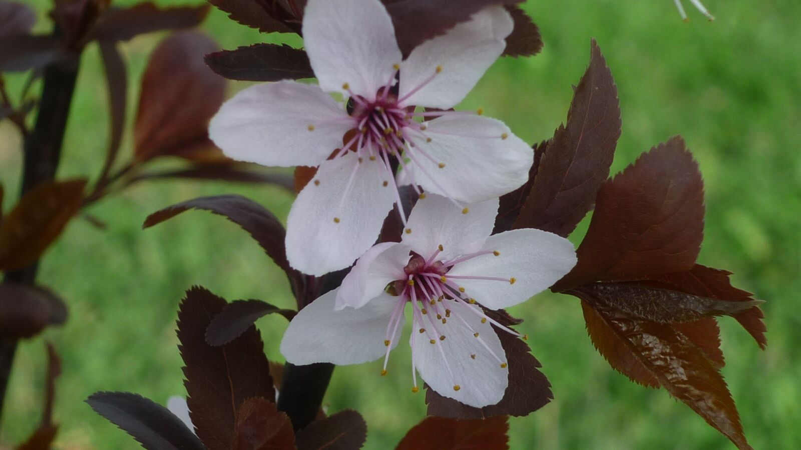 Panasonic Lumix DMC-FS6 sample photo. Flower tree, ornamental cherry photography