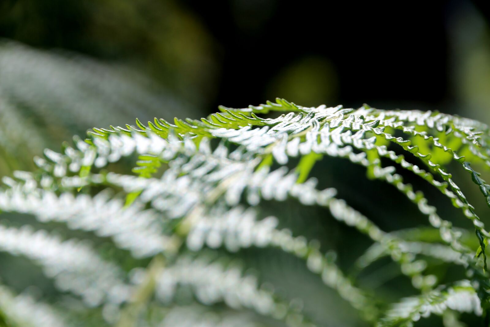 Canon EOS 650D (EOS Rebel T4i / EOS Kiss X6i) sample photo. Nature, green, forest photography