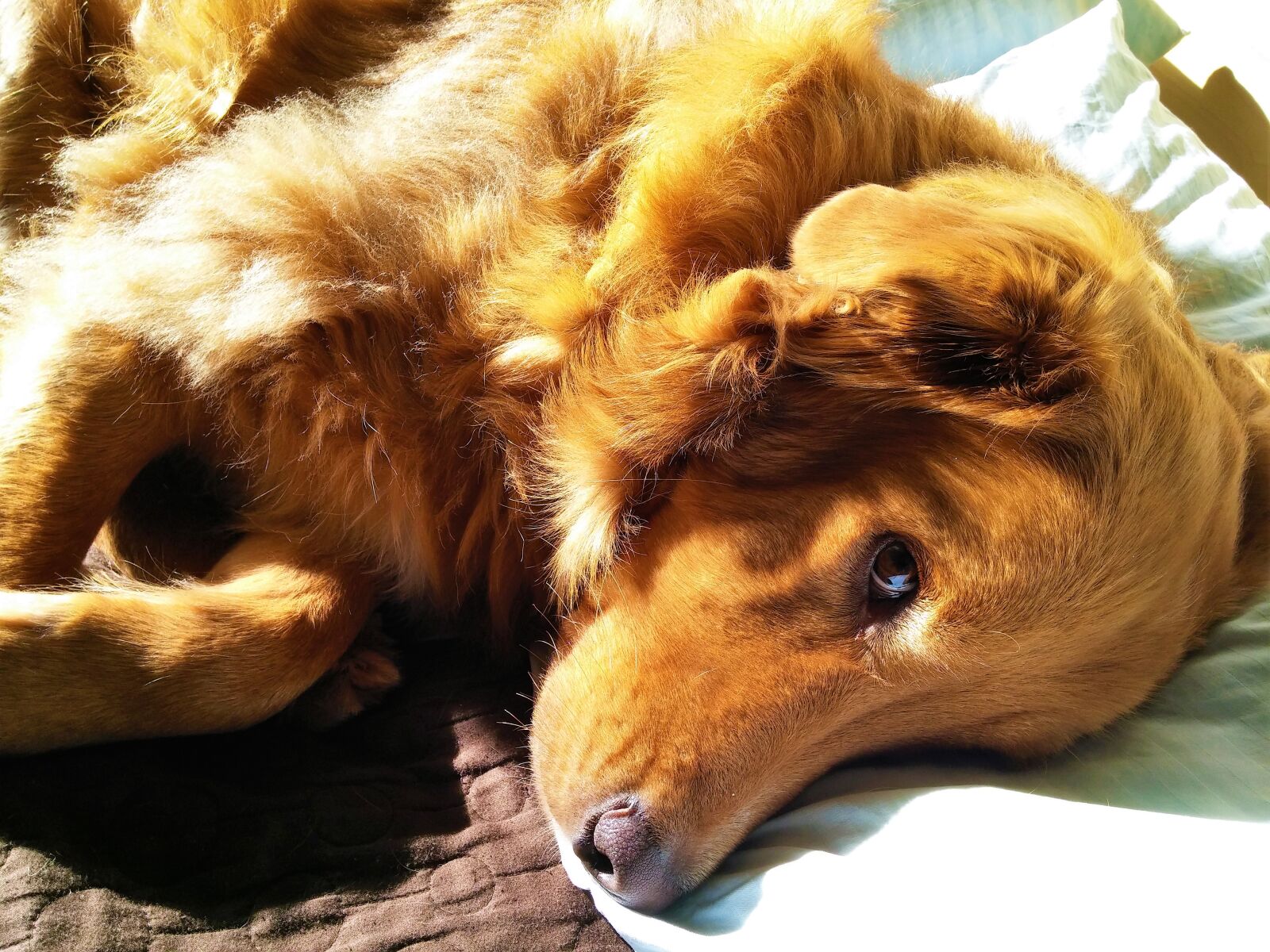 LG G3 sample photo. Bed, dog, golden, retriever photography