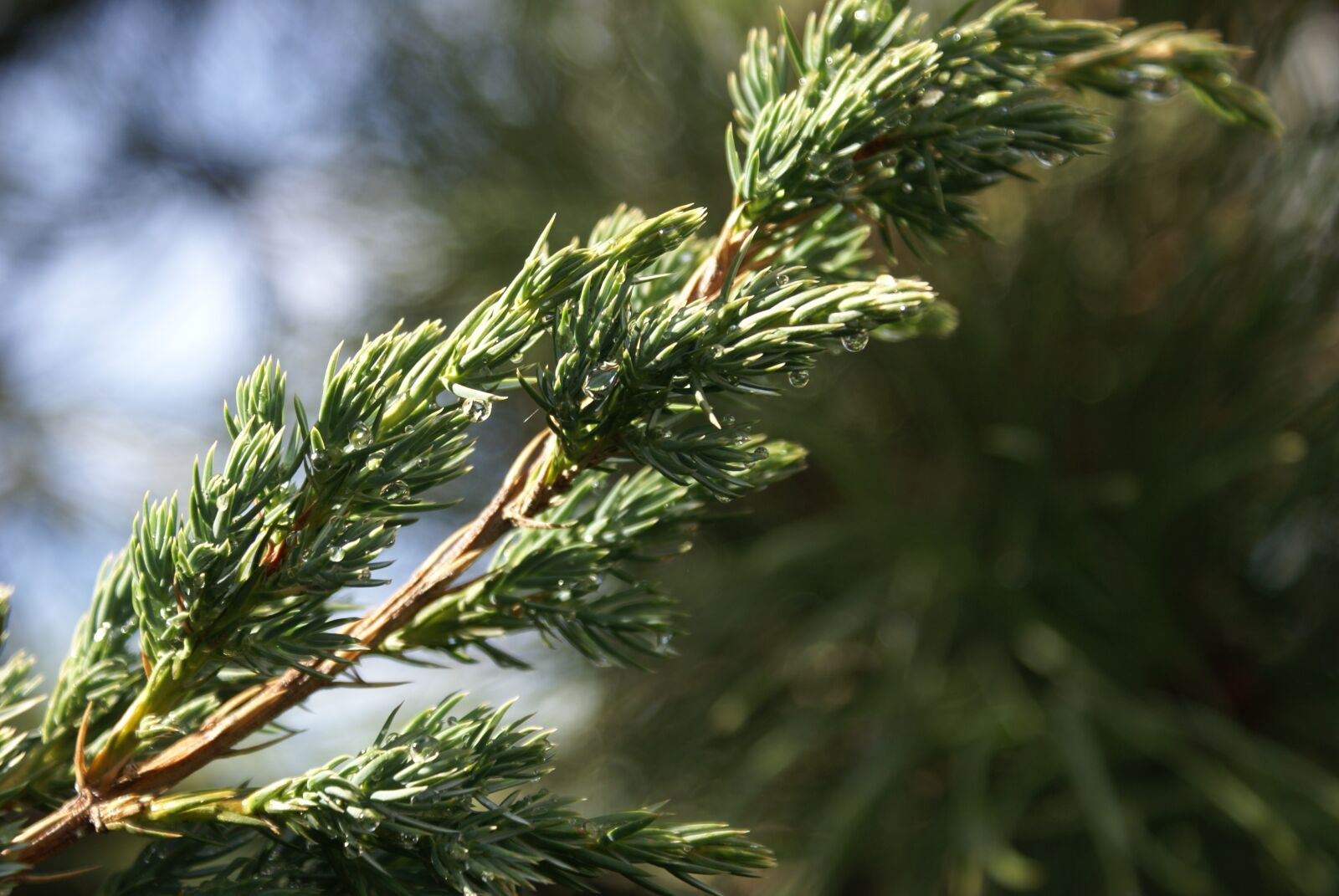 Sony Alpha DSLR-A100 sample photo. Sprig, drops, juniper photography