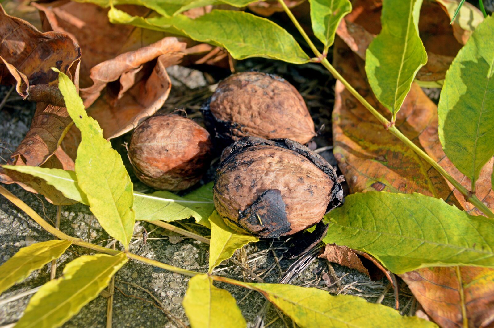 Nikon D3200 sample photo. Walnuss, walnüsse, herbst photography