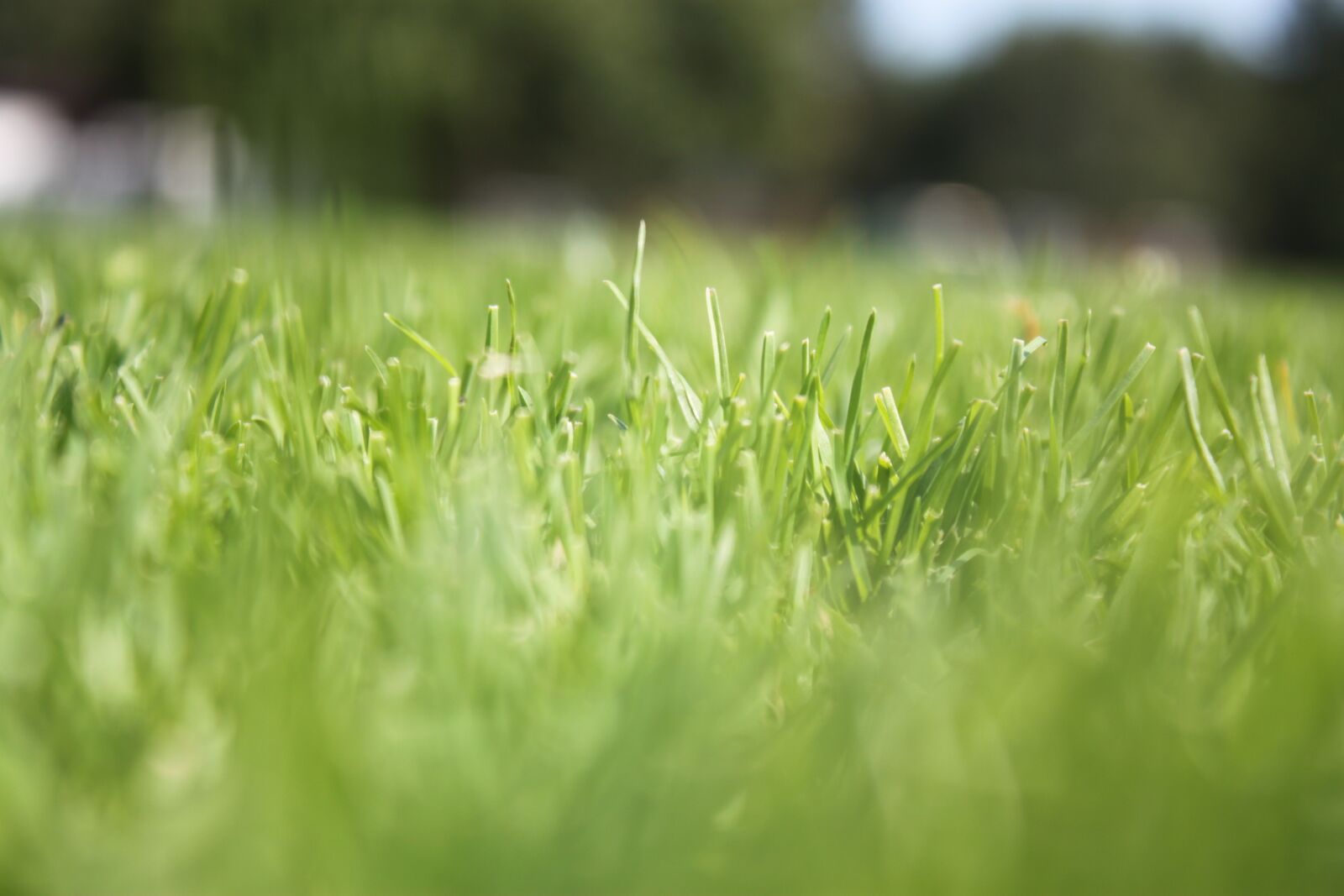 Canon EOS 500D (EOS Rebel T1i / EOS Kiss X3) sample photo. Grass, macro, canon photography