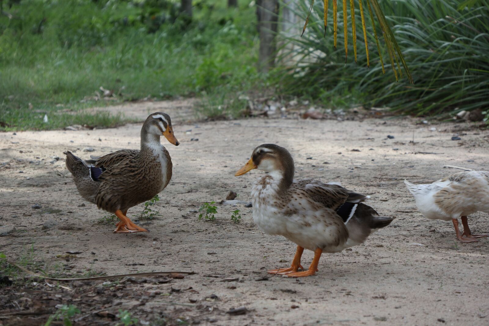 Canon EOS M6 sample photo. Couple of ducks, three photography