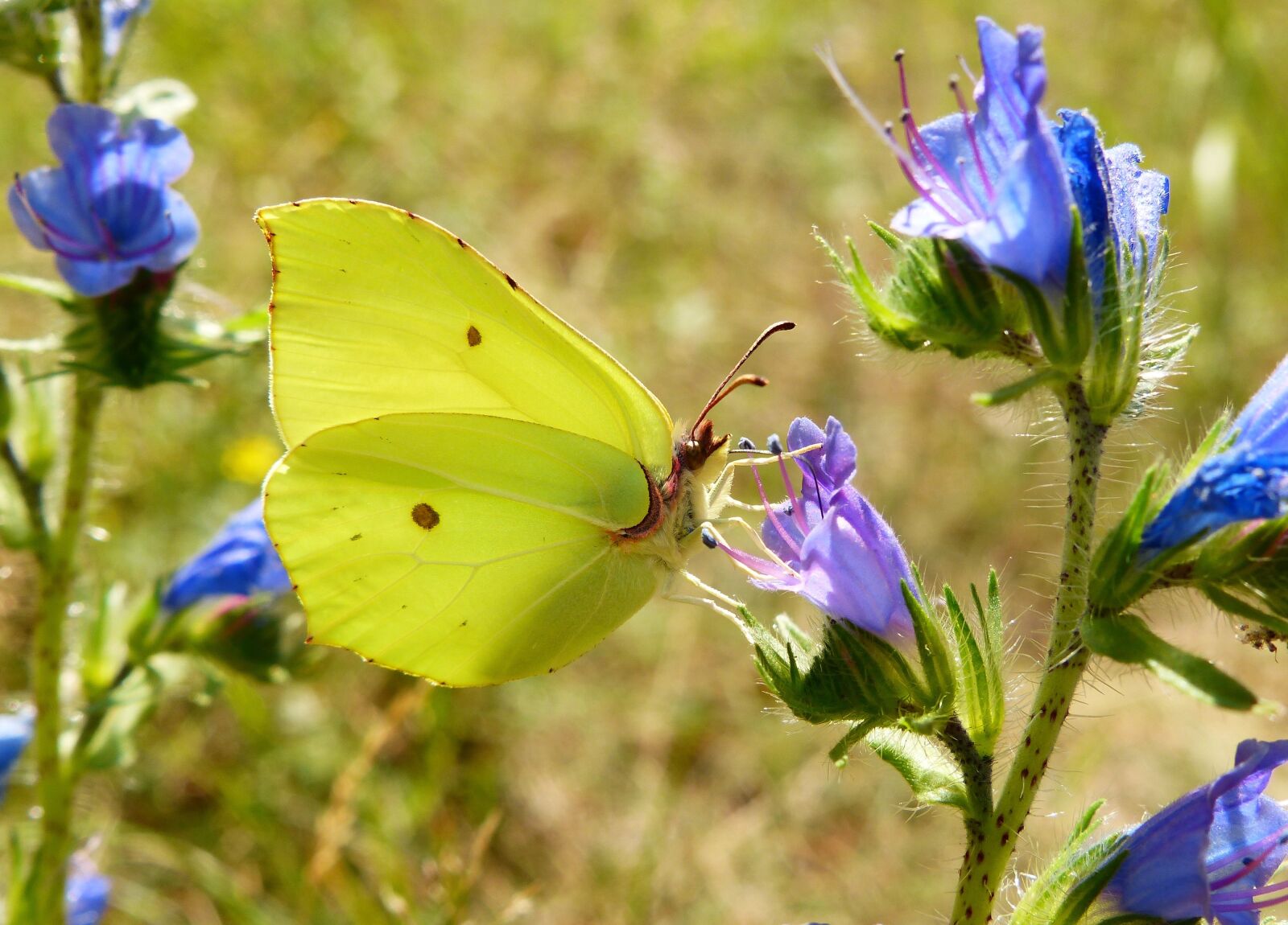 Panasonic Lumix DMC-FZ200 sample photo. Flower, nature, butterfly day photography