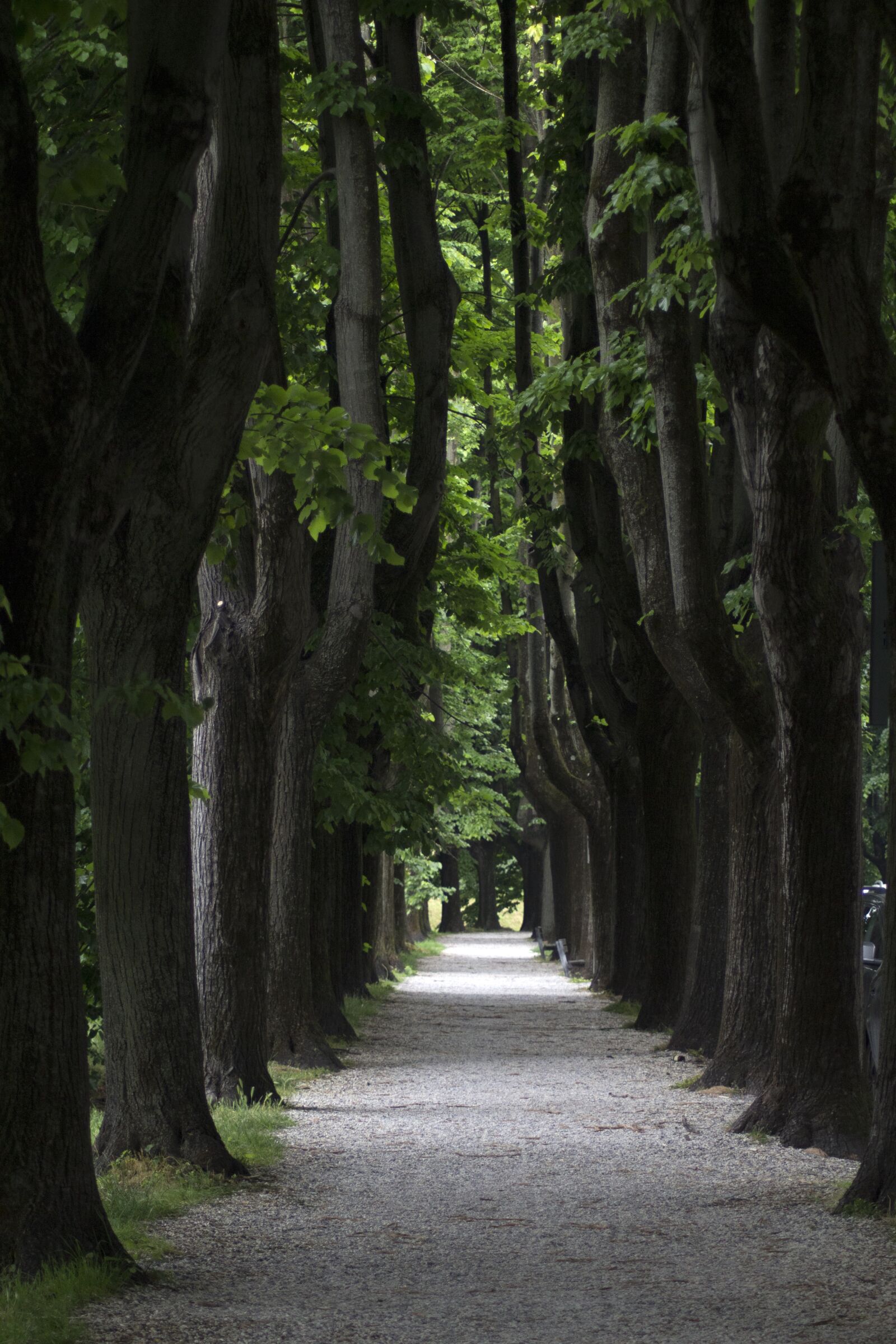 Canon EOS 600D (Rebel EOS T3i / EOS Kiss X5) sample photo. Street, trees, road photography