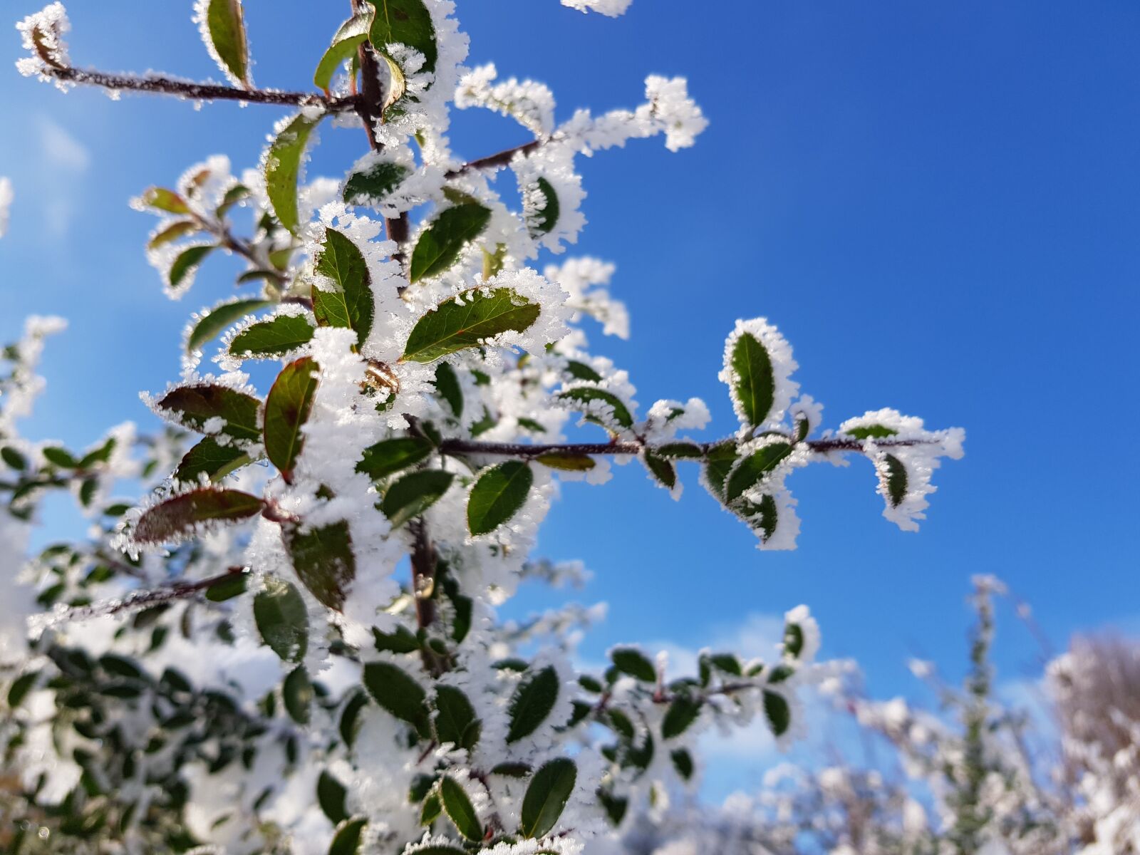 Samsung Galaxy S8 sample photo. Winter, icing, frost photography