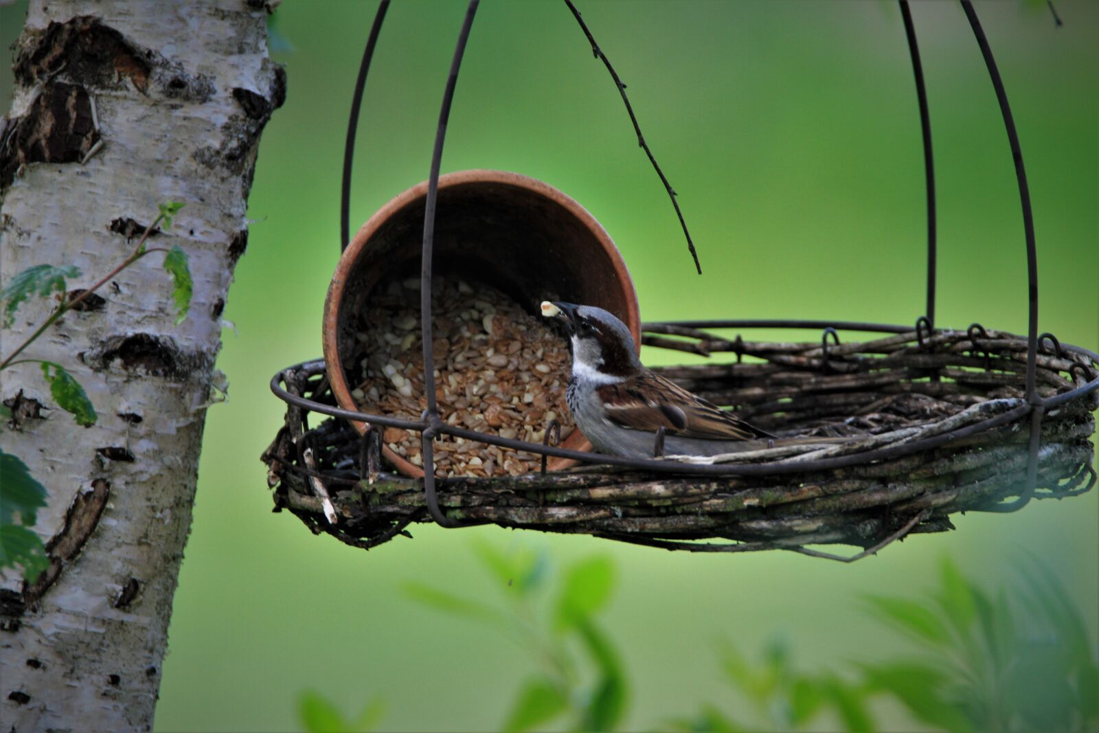 Tamron SP 150-600mm F5-6.3 Di VC USD sample photo. Sparrow, bird, songbird photography