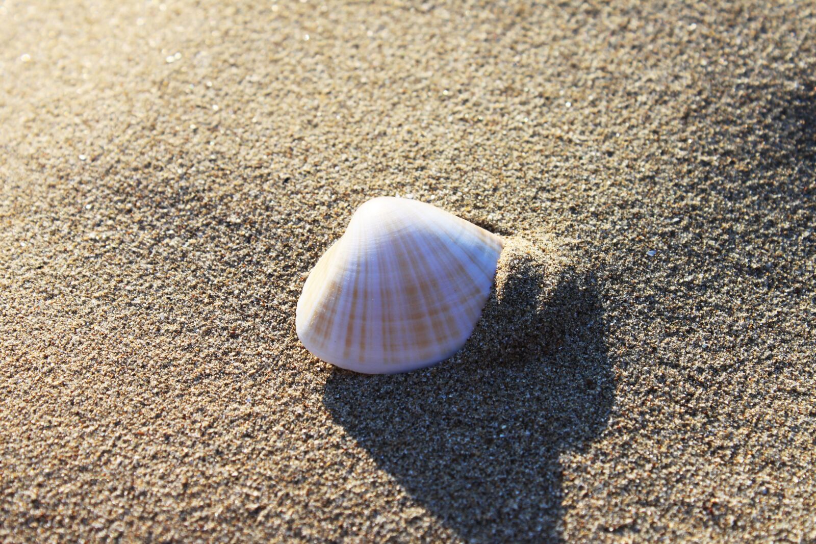 Canon EOS 500D (EOS Rebel T1i / EOS Kiss X3) sample photo. Sand, beach, seashore photography