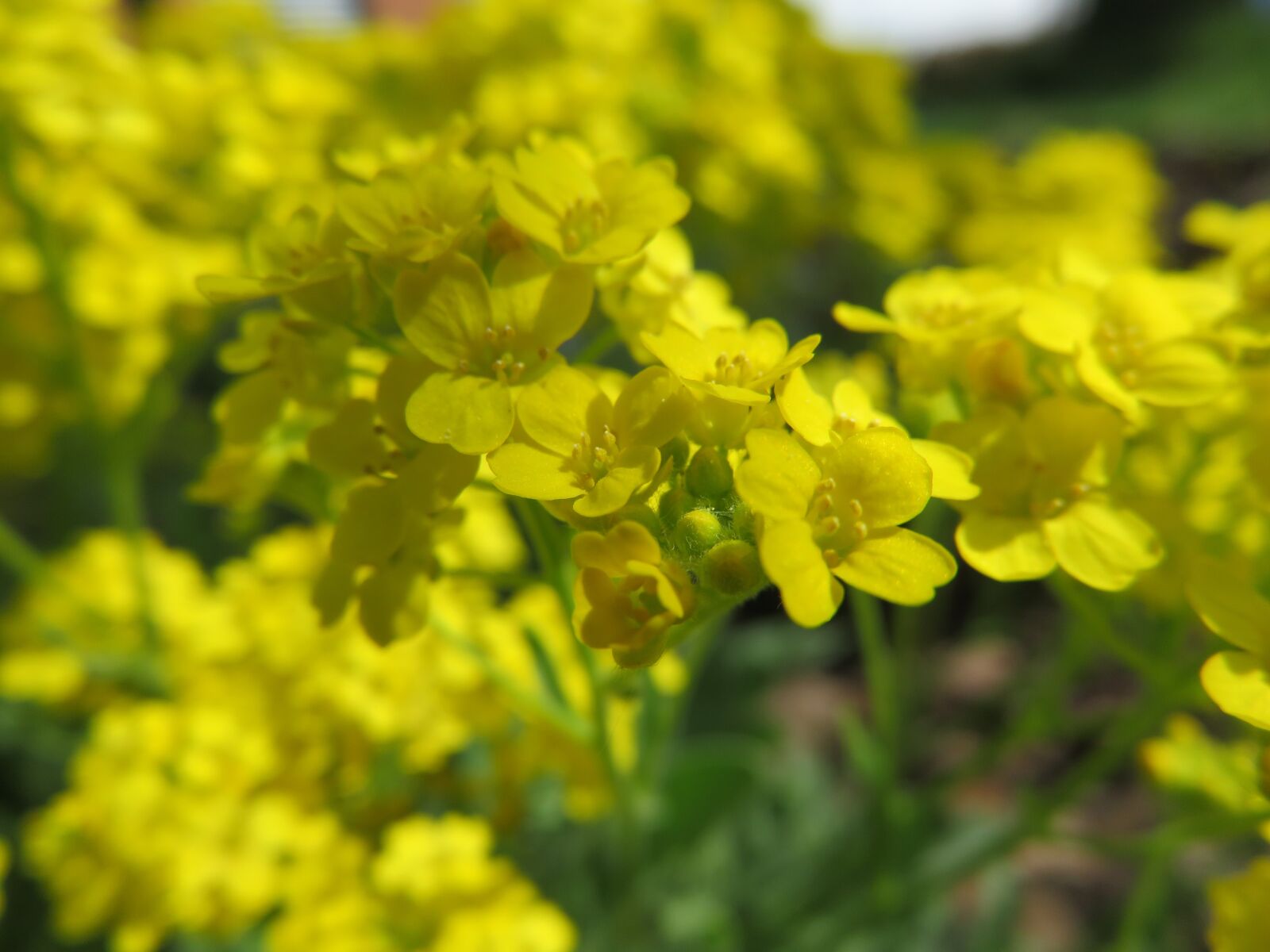 Canon PowerShot SX710 HS sample photo. Flowers, yellow, sunflower photography