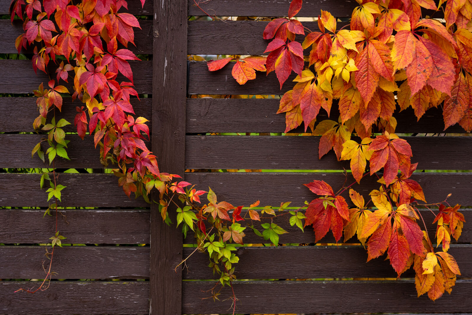 Nikon Nikkor Z 50mm F1.2 S sample photo. Autumn fence after the photography