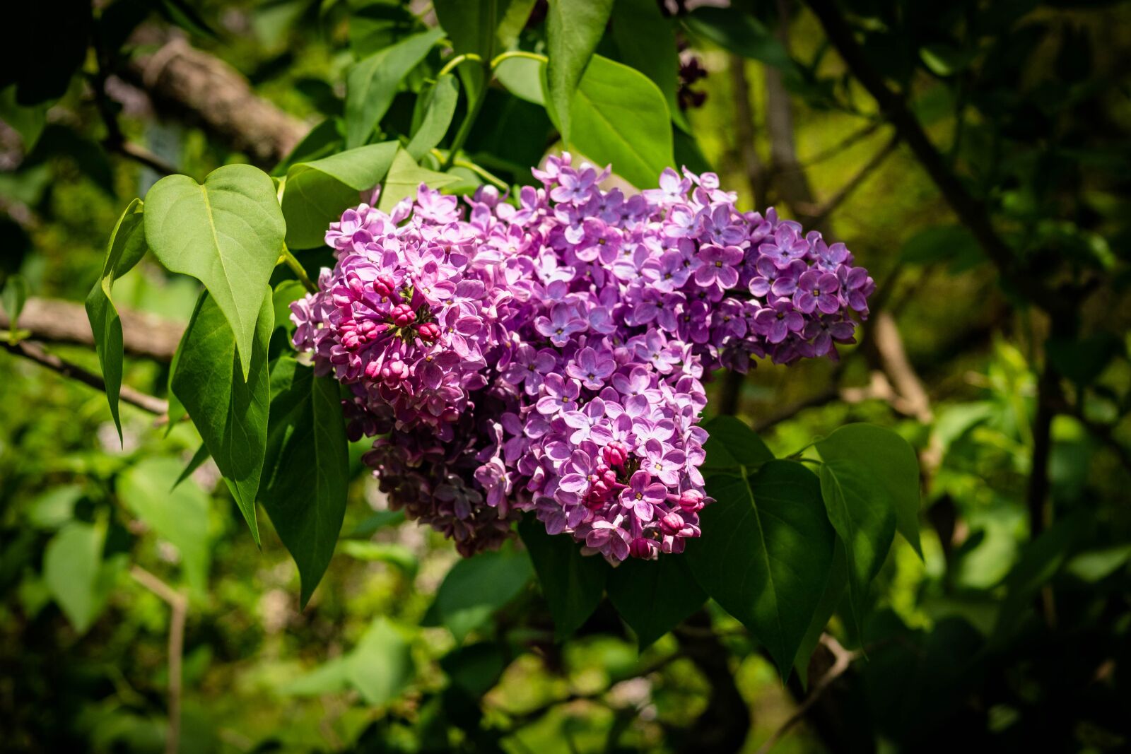 Panasonic Leica DG Summilux 25mm F1.4 II ASPH sample photo. Lilac, deep purple, flower photography