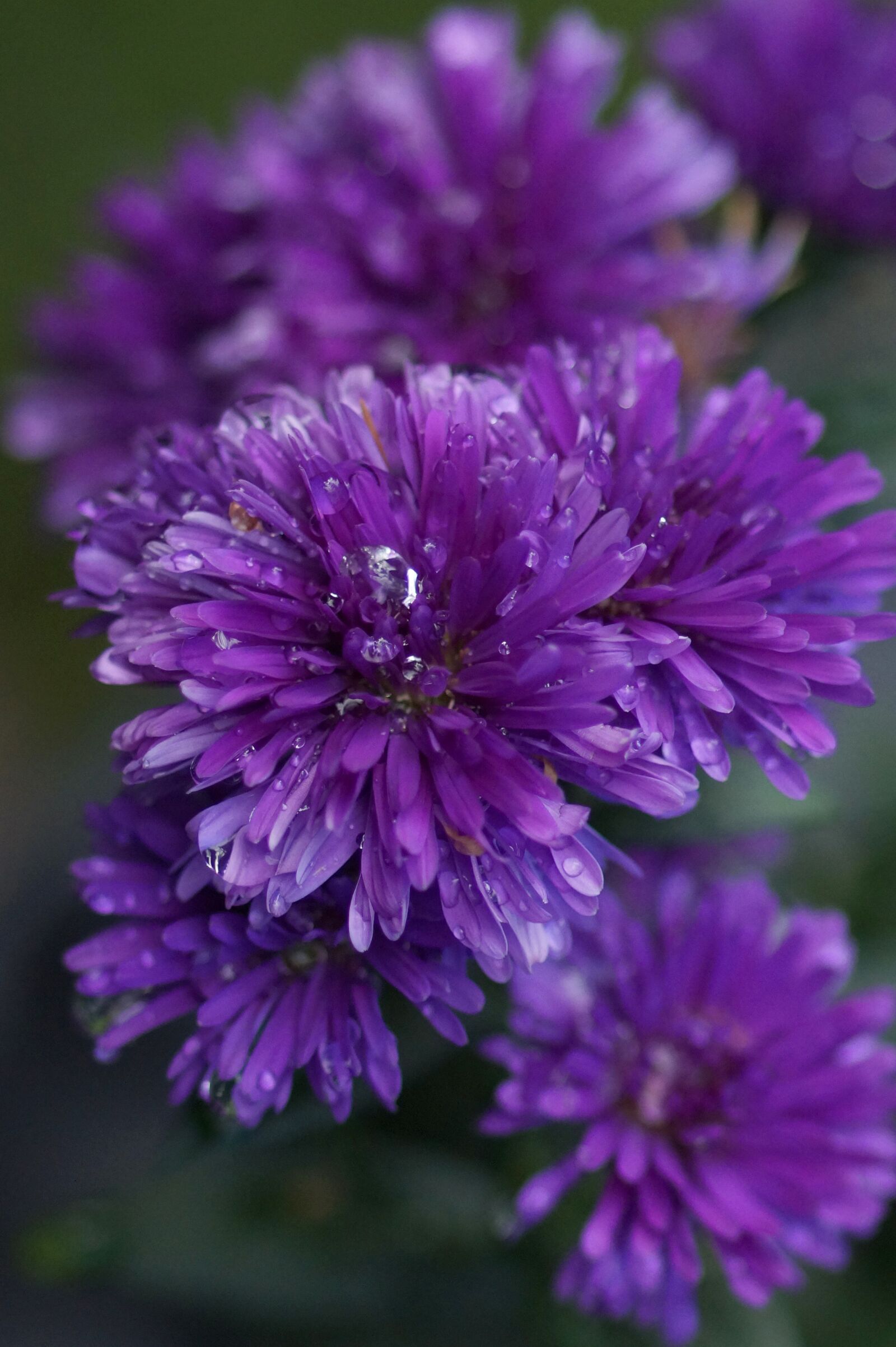 Sony SLT-A58 + Tamron SP AF 90mm F2.8 Di Macro sample photo. Aster, flower, autumn photography