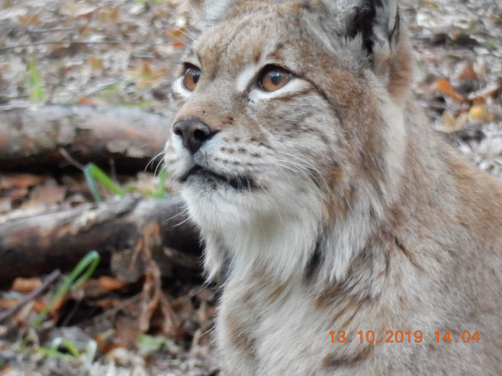 Nikon Coolpix S9900 sample photo. Lynx, resin, wild photography