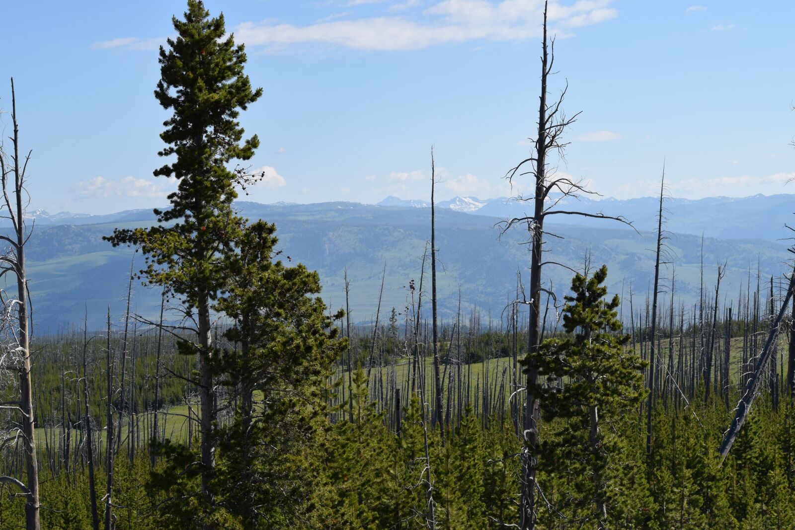 Nikon D3300 sample photo. Trees, landscape, forest photography