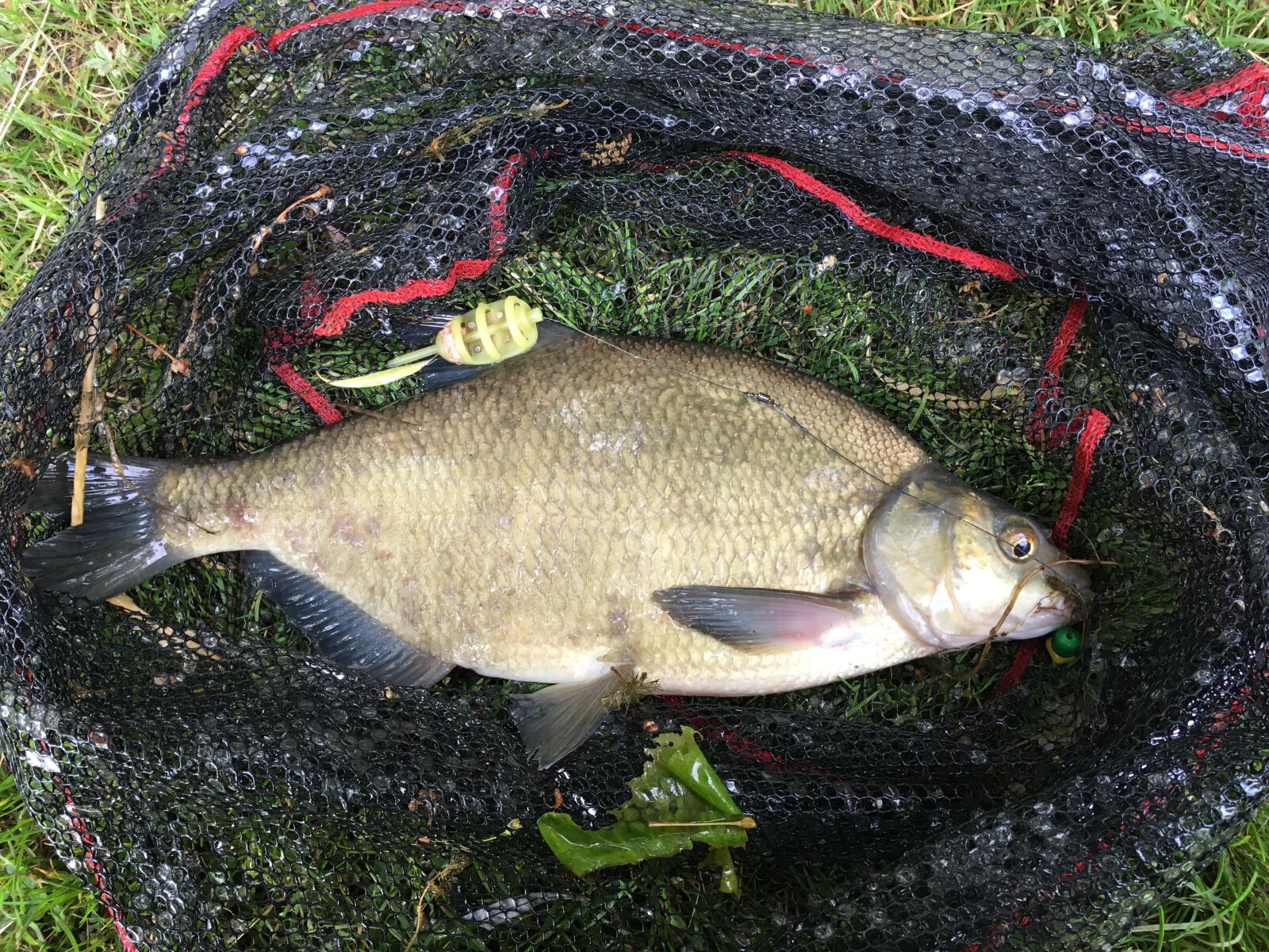 iPhone SE back camera 4.15mm f/2.2 sample photo. Fish, fishing, sea photography