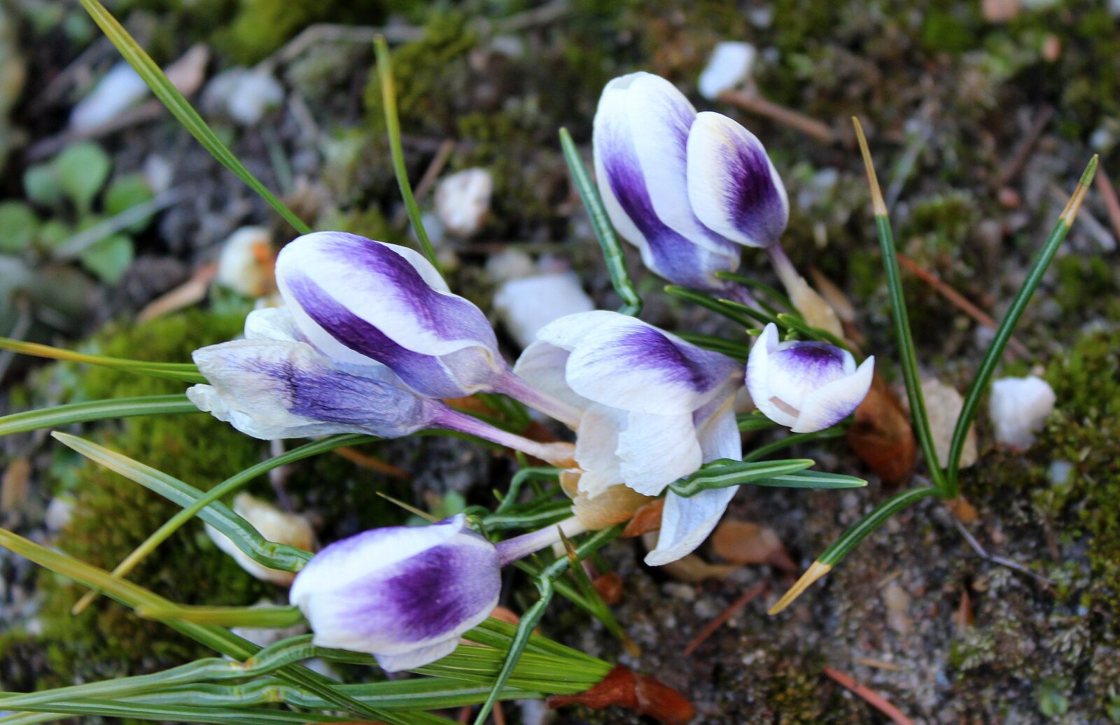 Canon EOS 1200D (EOS Rebel T5 / EOS Kiss X70 / EOS Hi) sample photo. Crocus, spring flowers, april photography