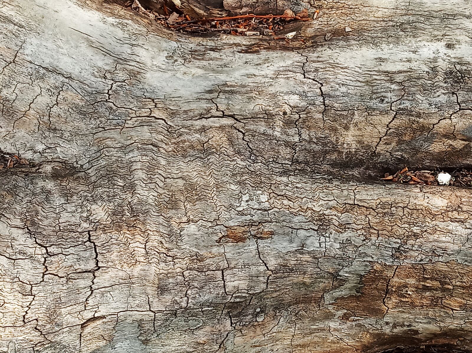 Xiaomi Redmi 6 sample photo. Tree, wood, texture photography