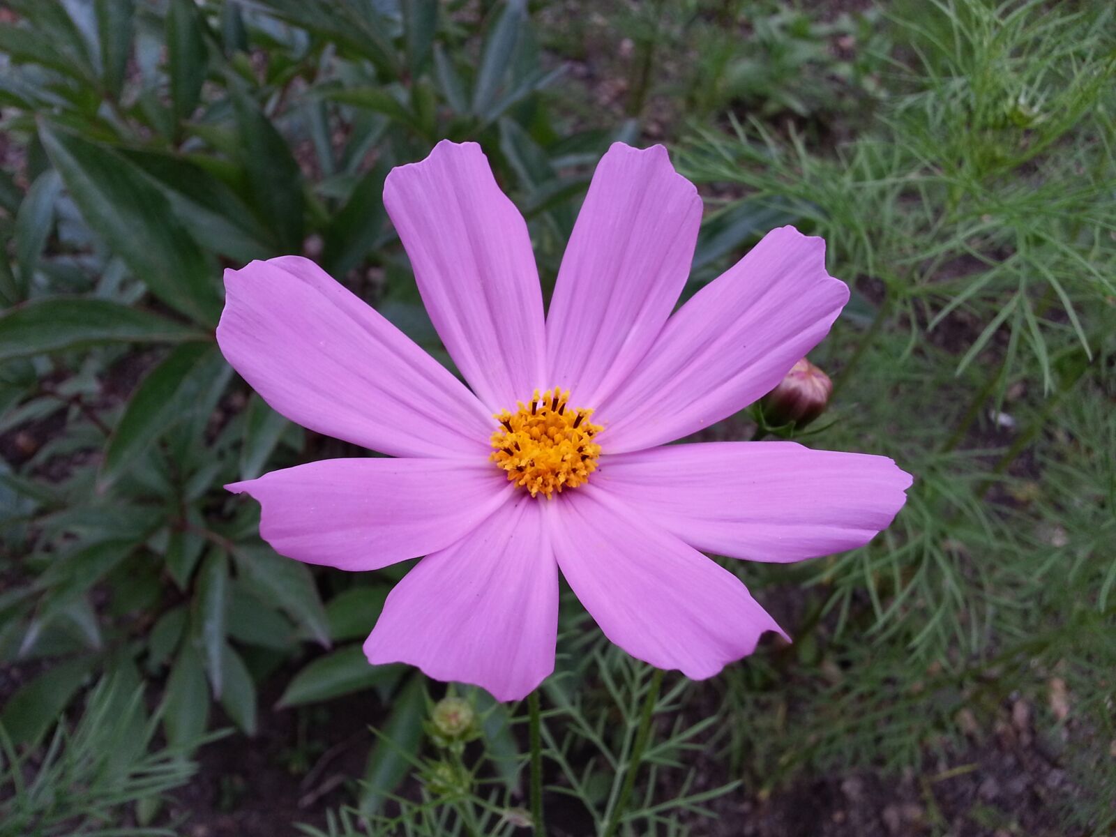 Samsung Galaxy S3 sample photo. Flower, cosmos, petals photography