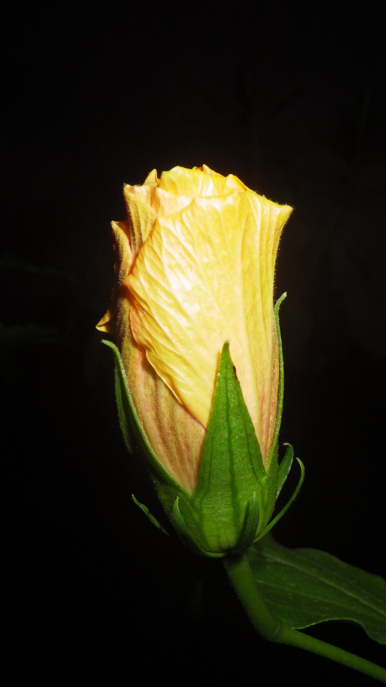 Pentax Optio WG-2 sample photo. Floral, flower, petal photography