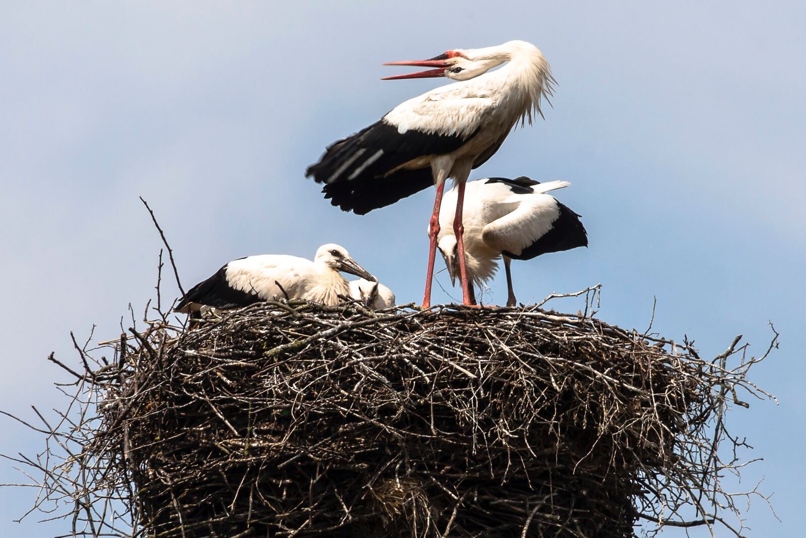 Canon EOS 50D sample photo. Black storks, wildberg, nature photography