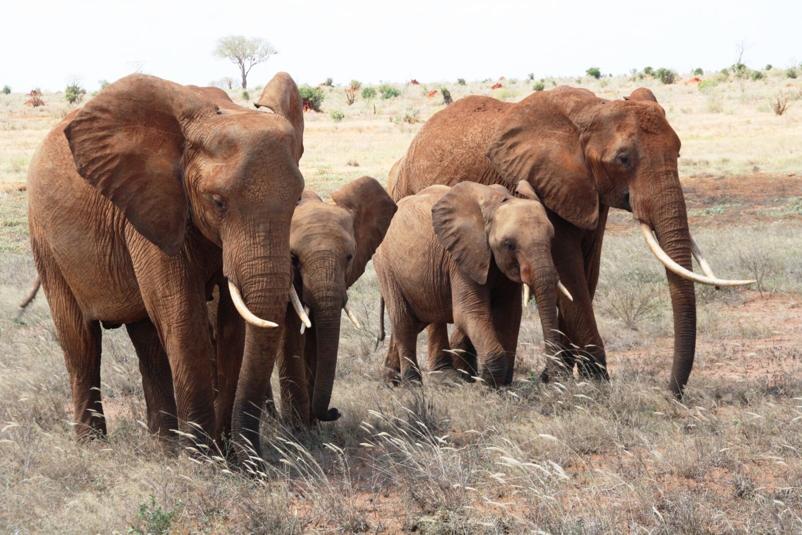 Canon EOS 1000D (EOS Digital Rebel XS / EOS Kiss F) sample photo. Afrika, safari, elephant photography