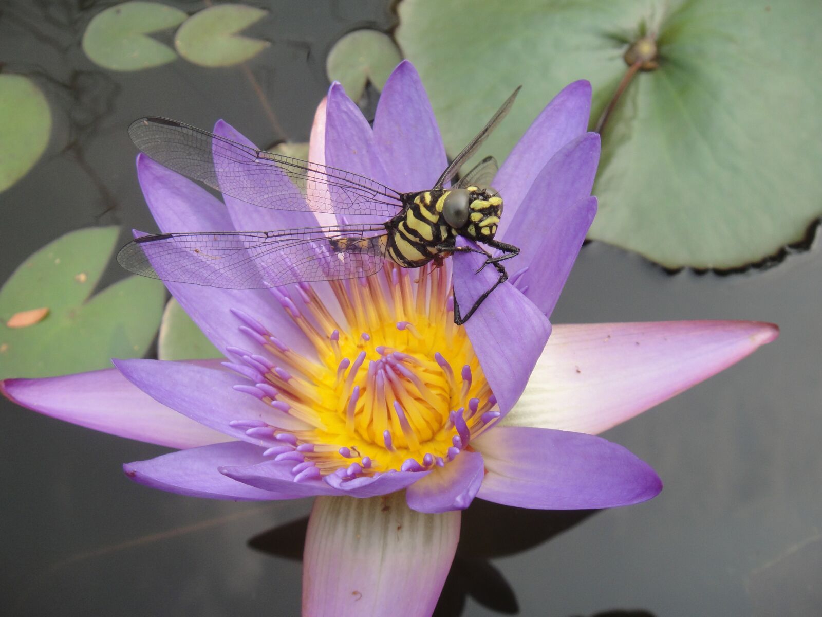 Sony DSC-TX1 sample photo. Water lily, bug, dragonfly photography