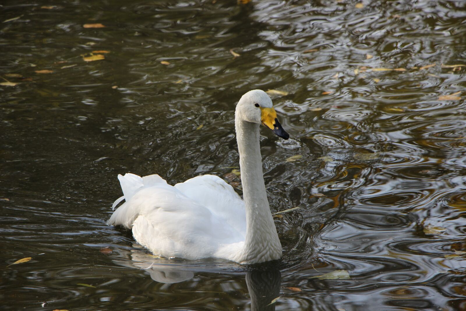 Canon EOS 600D (Rebel EOS T3i / EOS Kiss X5) sample photo. Bird, water bird, swan photography