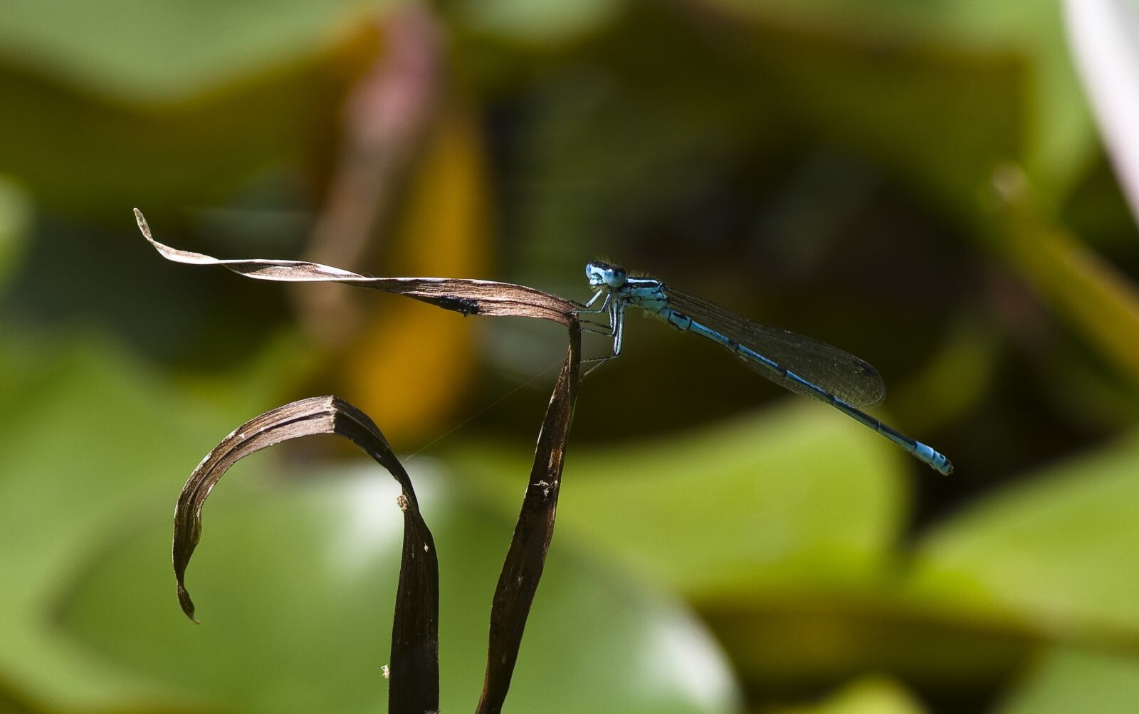 Pentax K-30 sample photo. Dragonfly, blue, pond photography