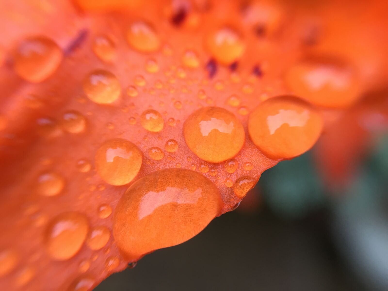 Apple iPhone 6s sample photo. Raindrops, lily, water photography