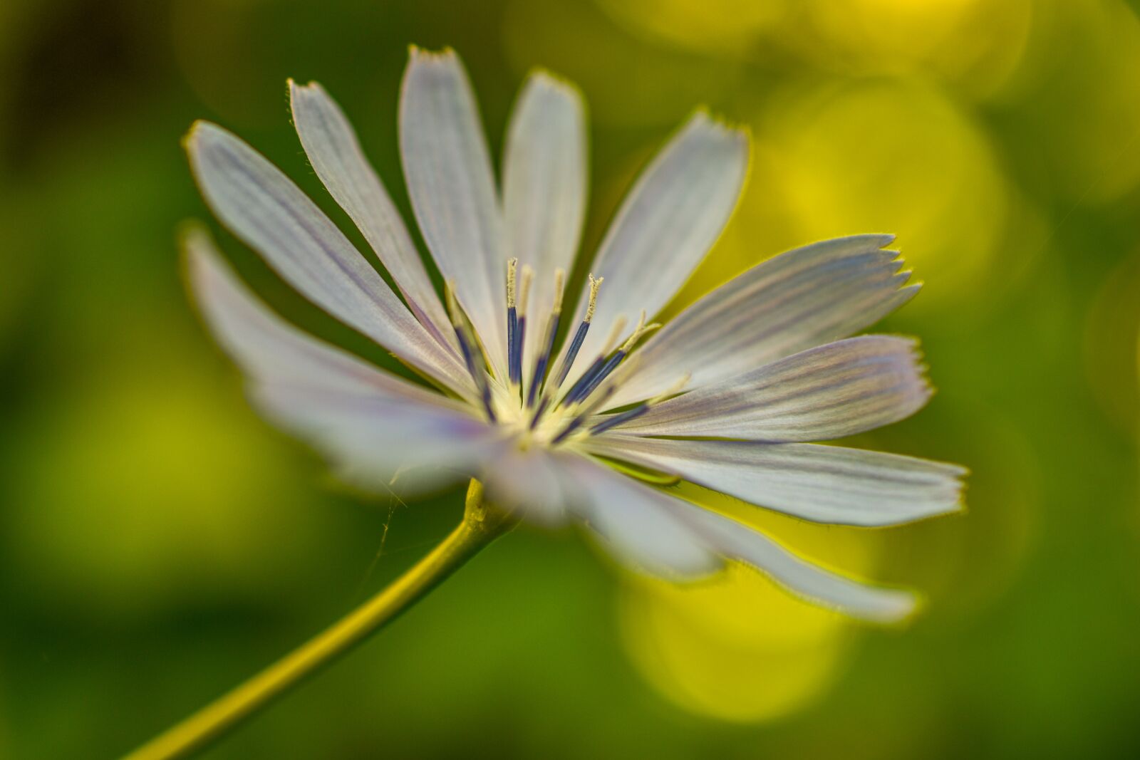 Nikon D3400 sample photo. Flower, white, green photography