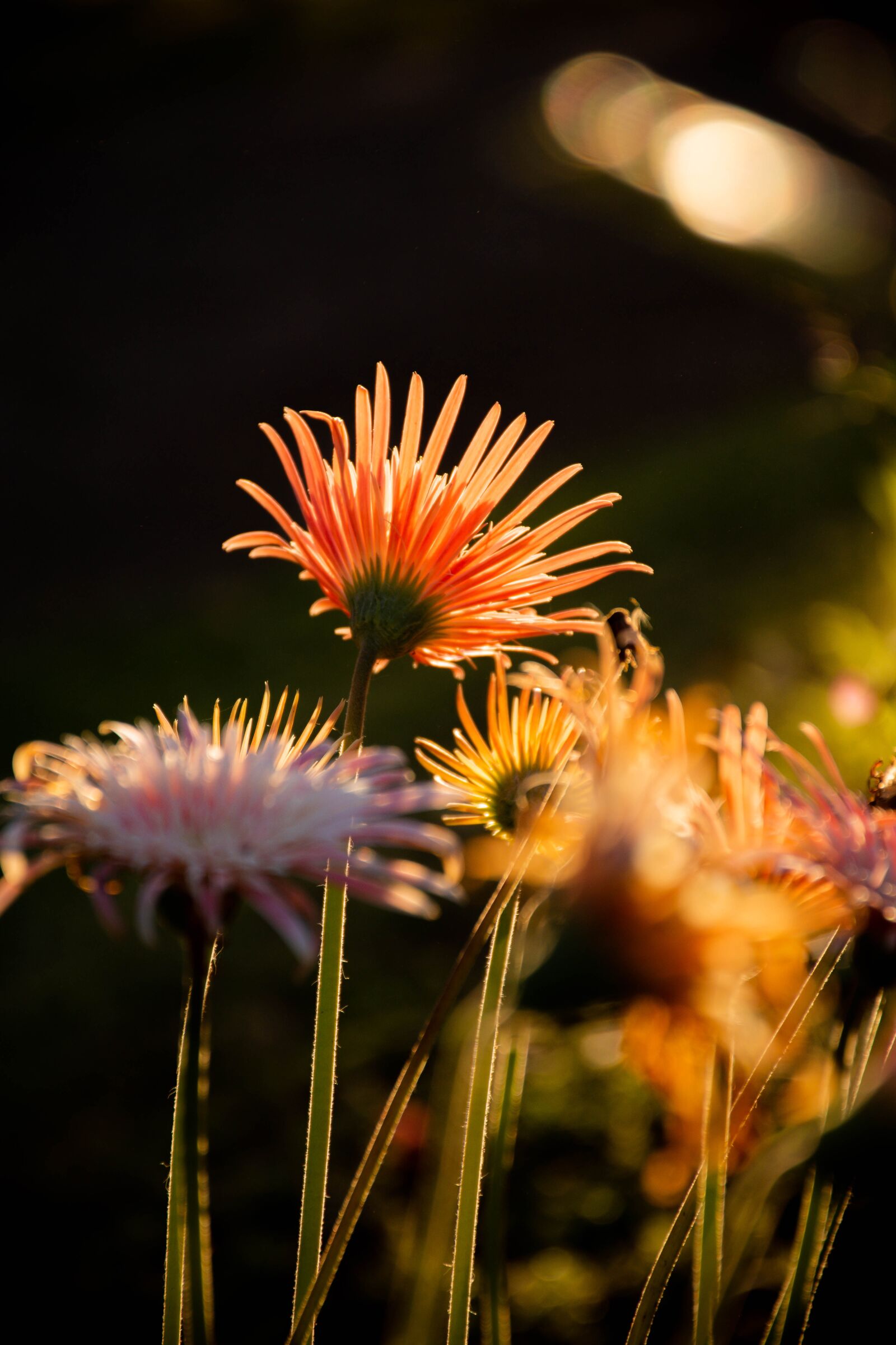 Nikon D7200 sample photo. Flowers, plants, bloom photography