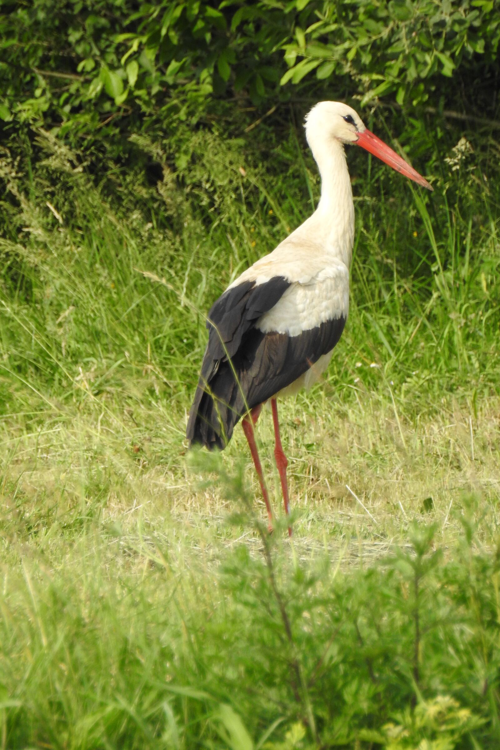 Nikon Coolpix P900 sample photo. Stork, spring, white stork photography