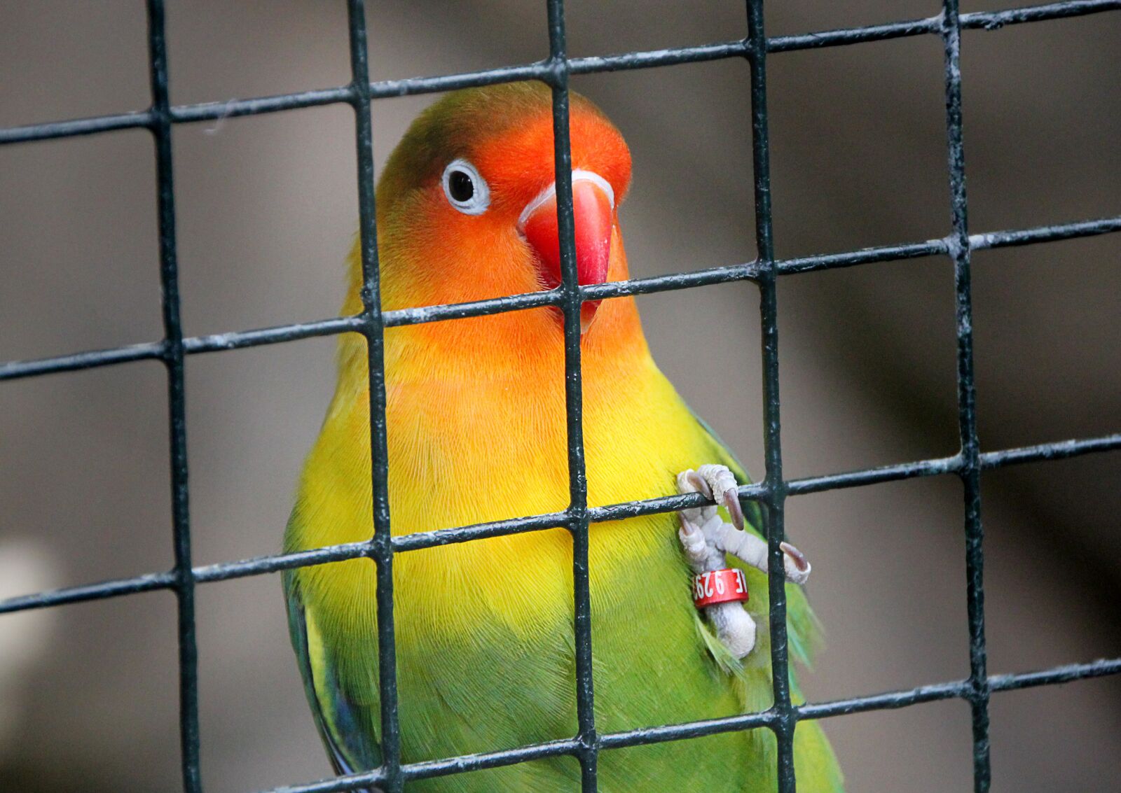 Canon EOS 550D (EOS Rebel T2i / EOS Kiss X4) sample photo. Cage, bird, contrast photography