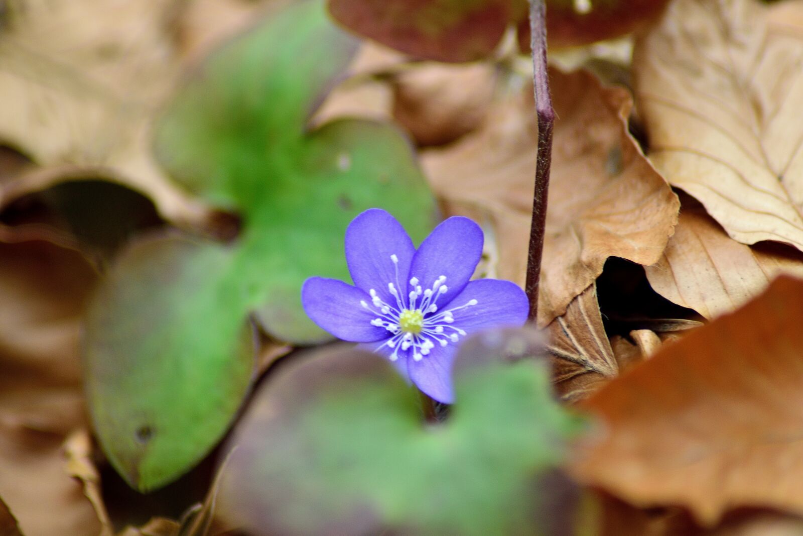 Nikon D3300 sample photo. First of all liverworts photography