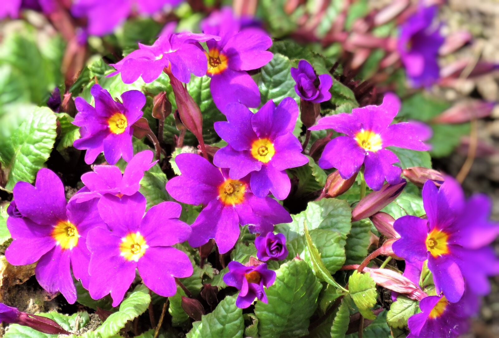 Canon PowerShot SX710 HS sample photo. Flowers, primroses, mountain primroses photography