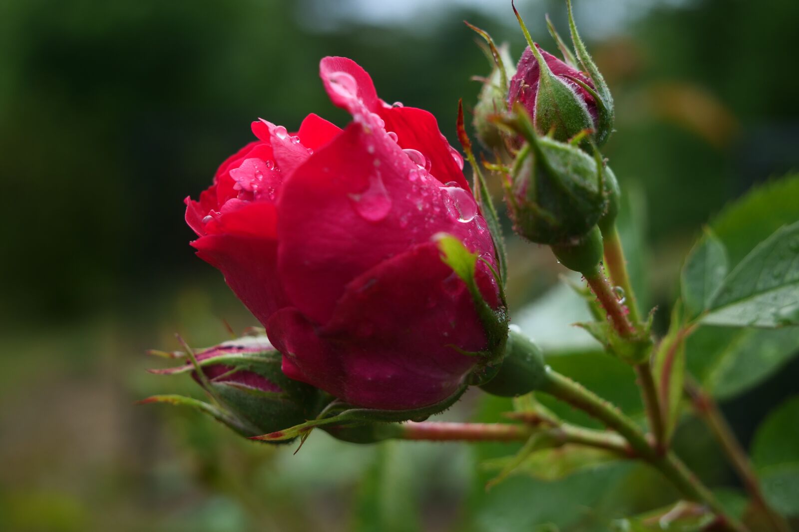 Panasonic Lumix DC-G9 sample photo. Rose, red rose, garden photography
