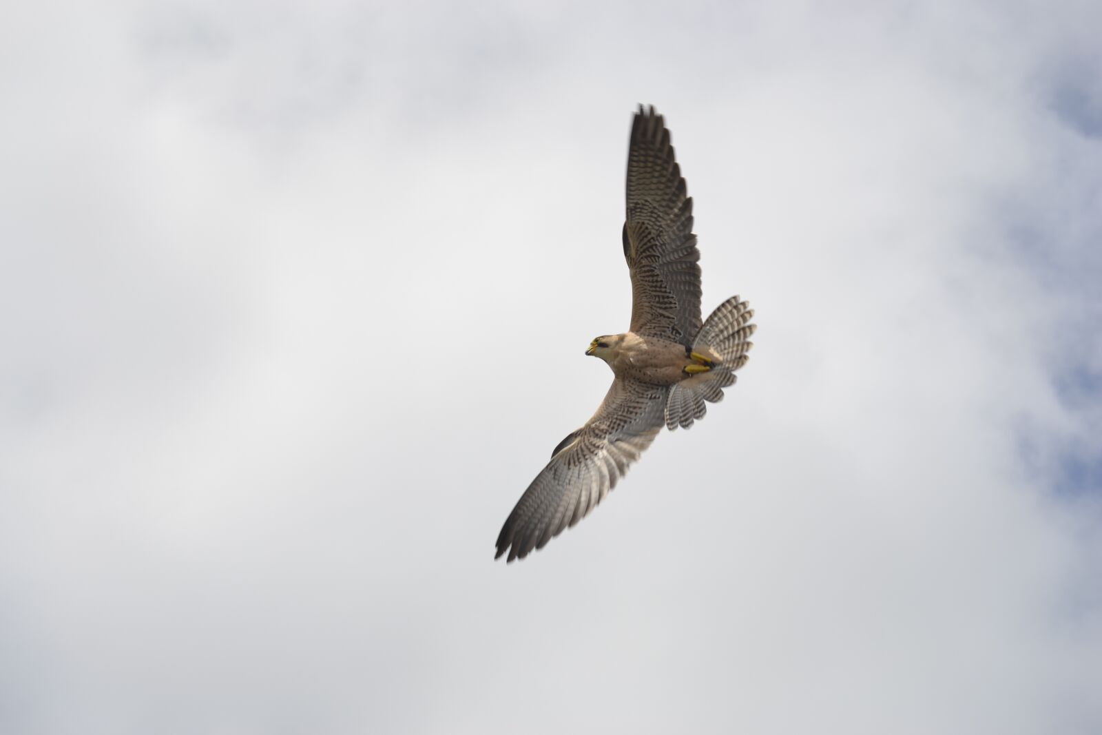 Nikon D3100 sample photo. Falk, bird of prey photography