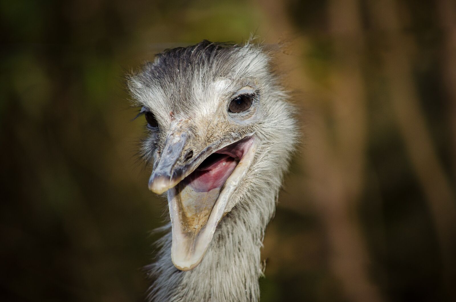 Nikon D5100 sample photo. Rhea bird, laugh, bill photography