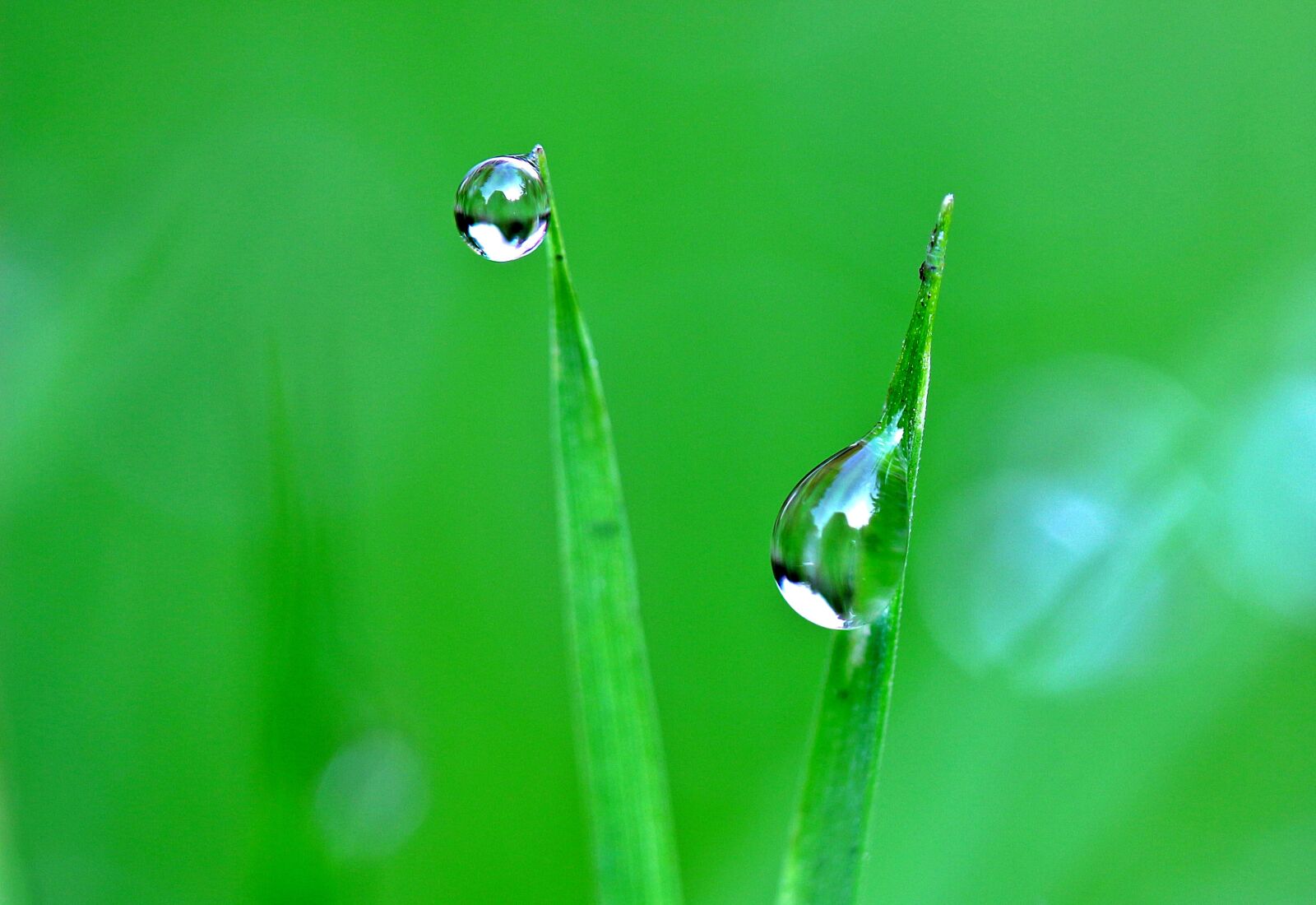 Canon EOS 650D (EOS Rebel T4i / EOS Kiss X6i) sample photo. Drip, drop of water photography