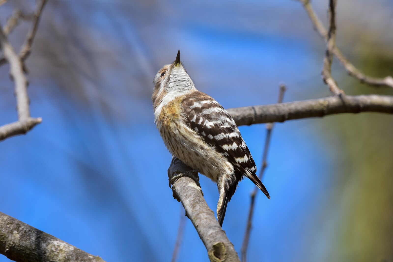 Nikon D7200 sample photo. Animal, forest, wood photography
